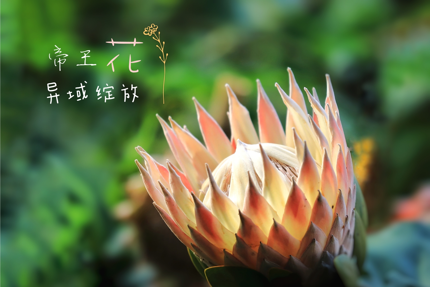 帝王花开 奏响华章