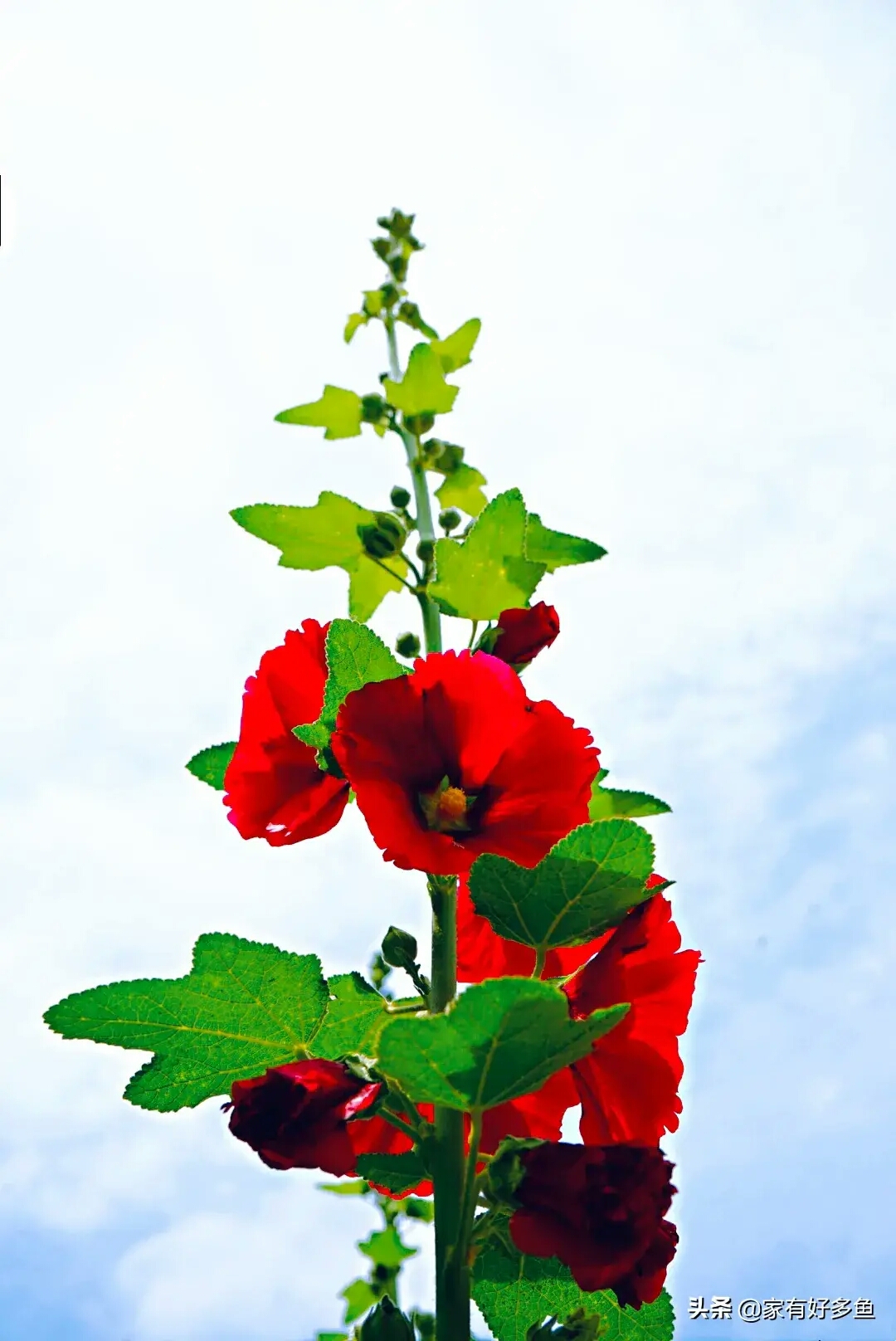 绿丛百灵歌声脆