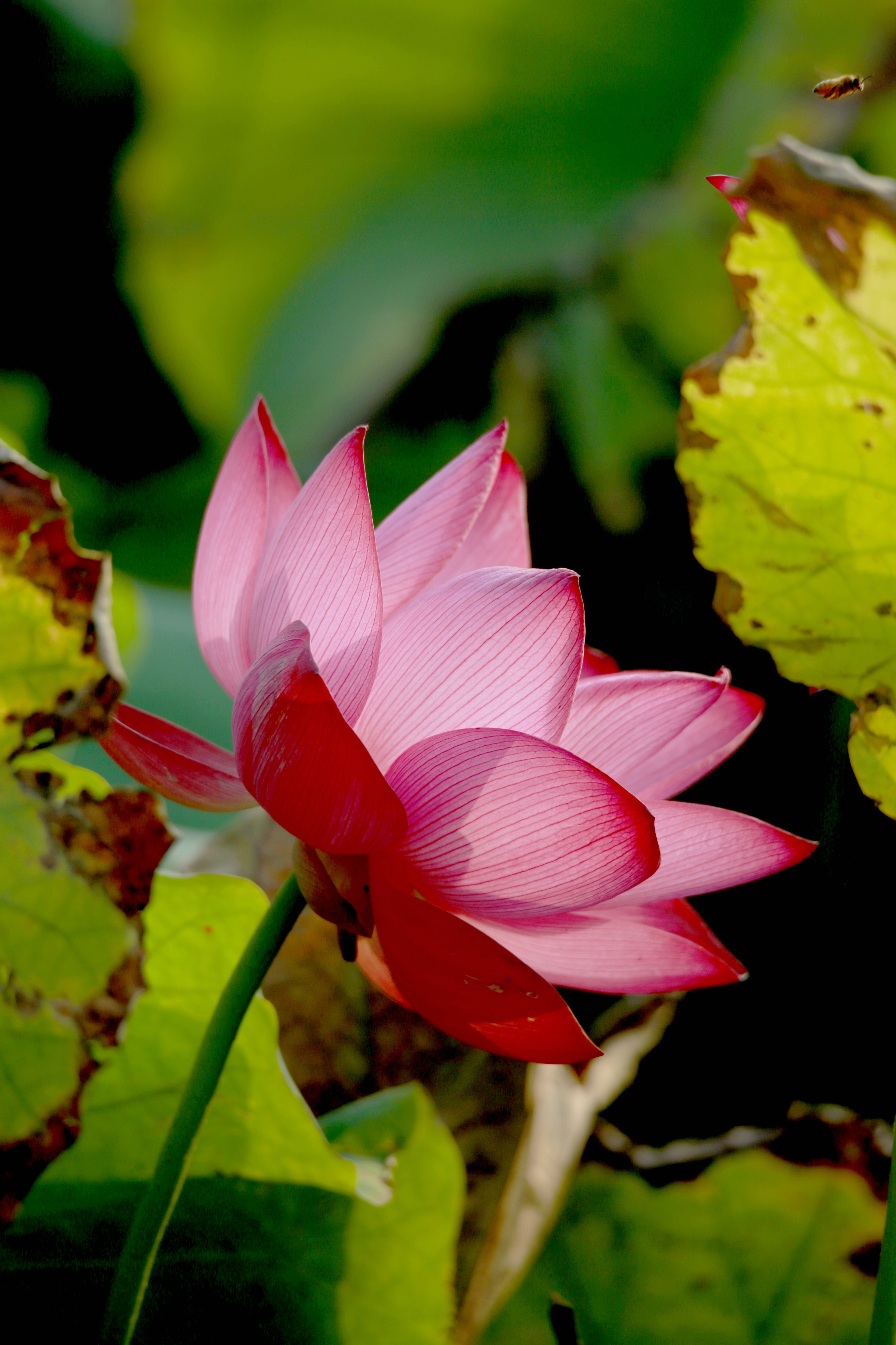 荷香沁沏金色秋