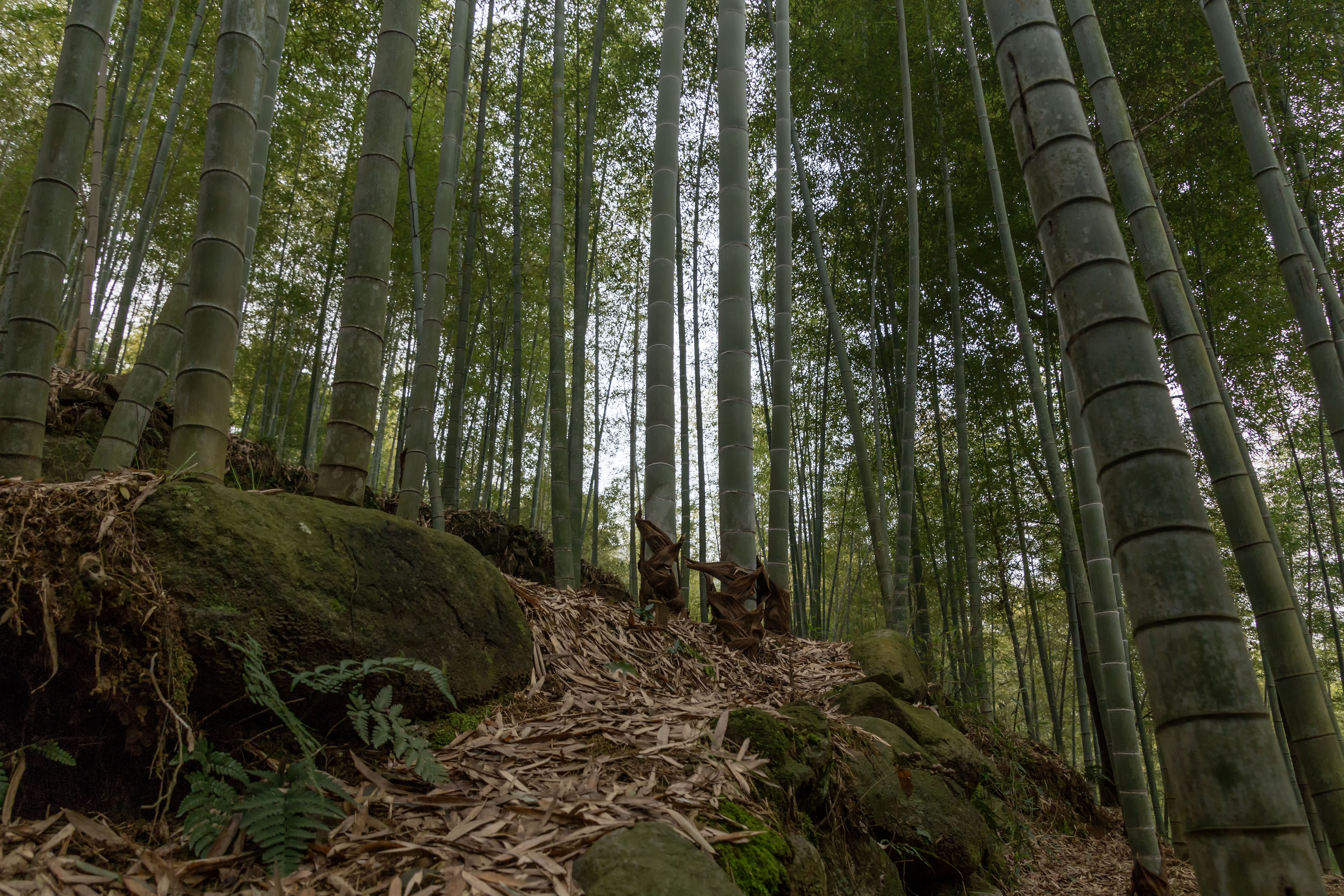 坚韧挺拔故乡竹