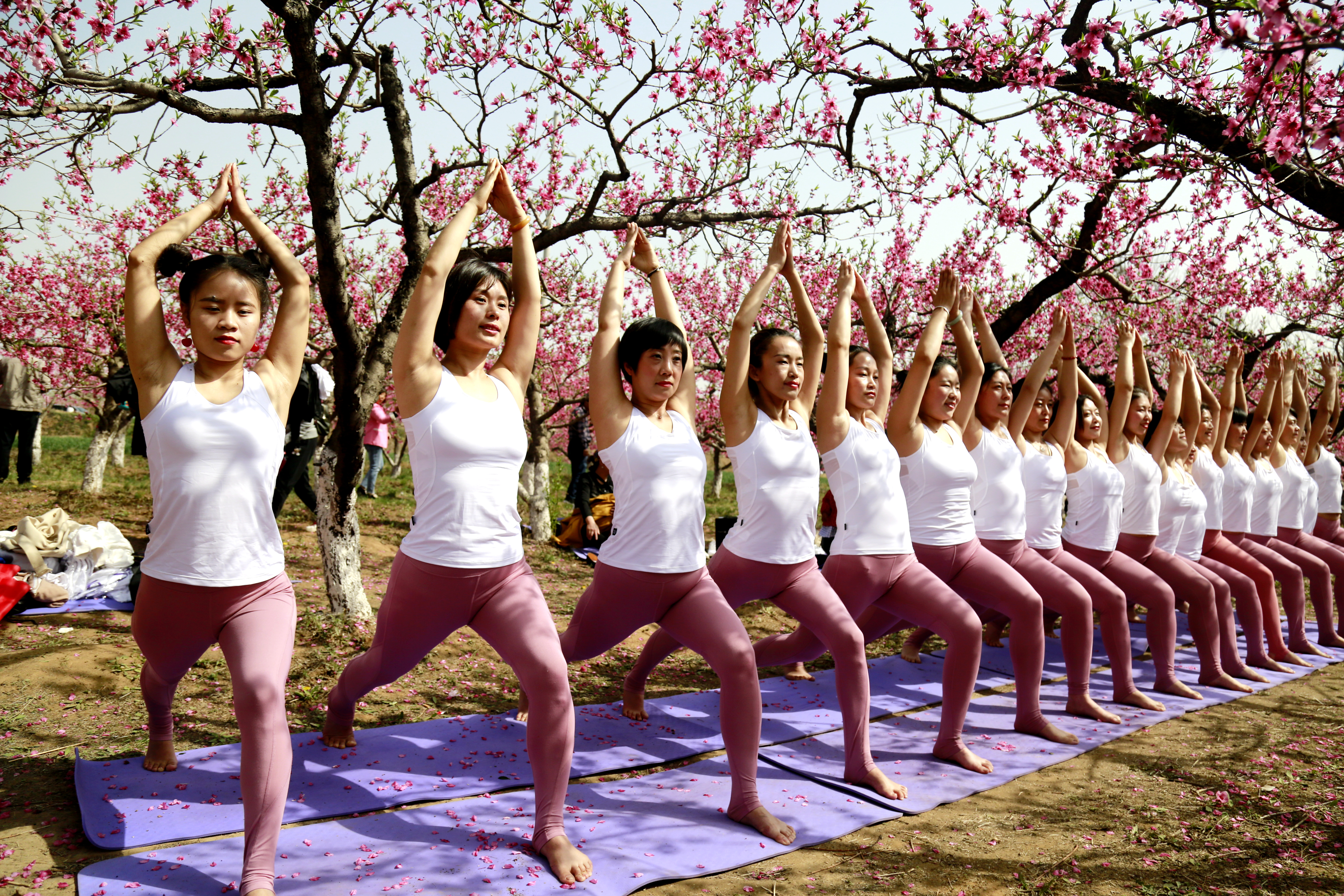 桃花园里瑜伽美人面桃花谁更红