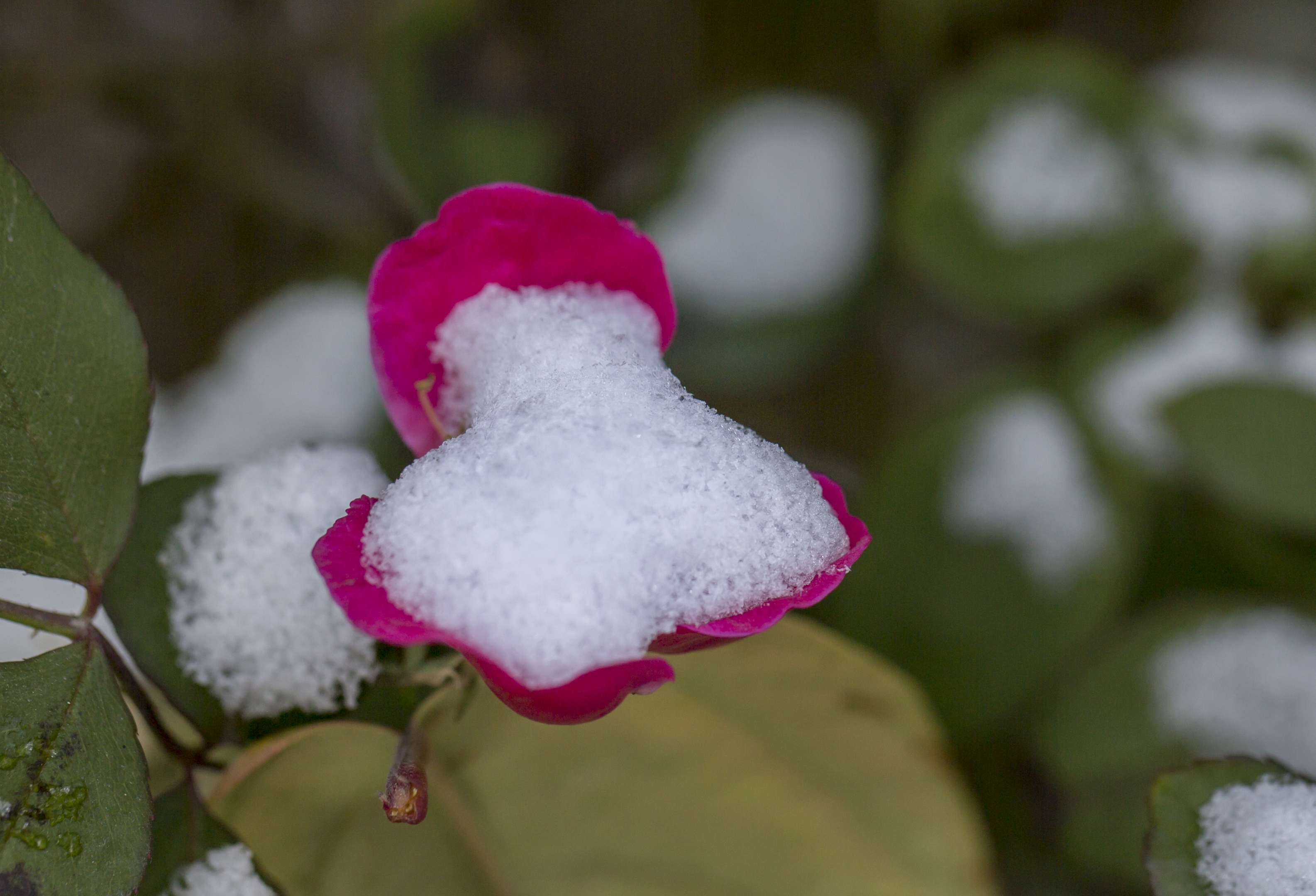 (首发)带雪的月季花儿