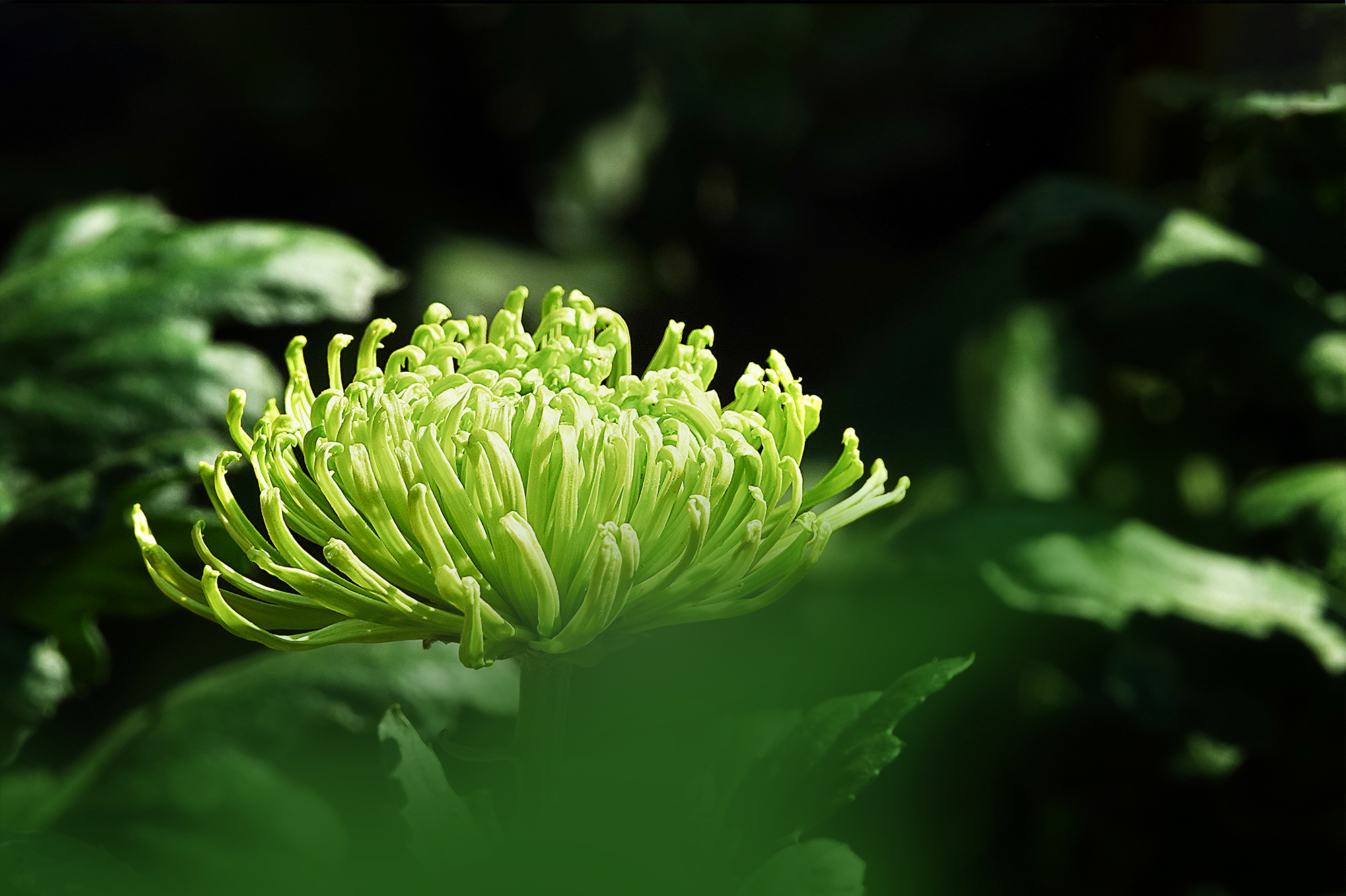 一丛寒菊比琼华,掩映晴窗动绿纱.