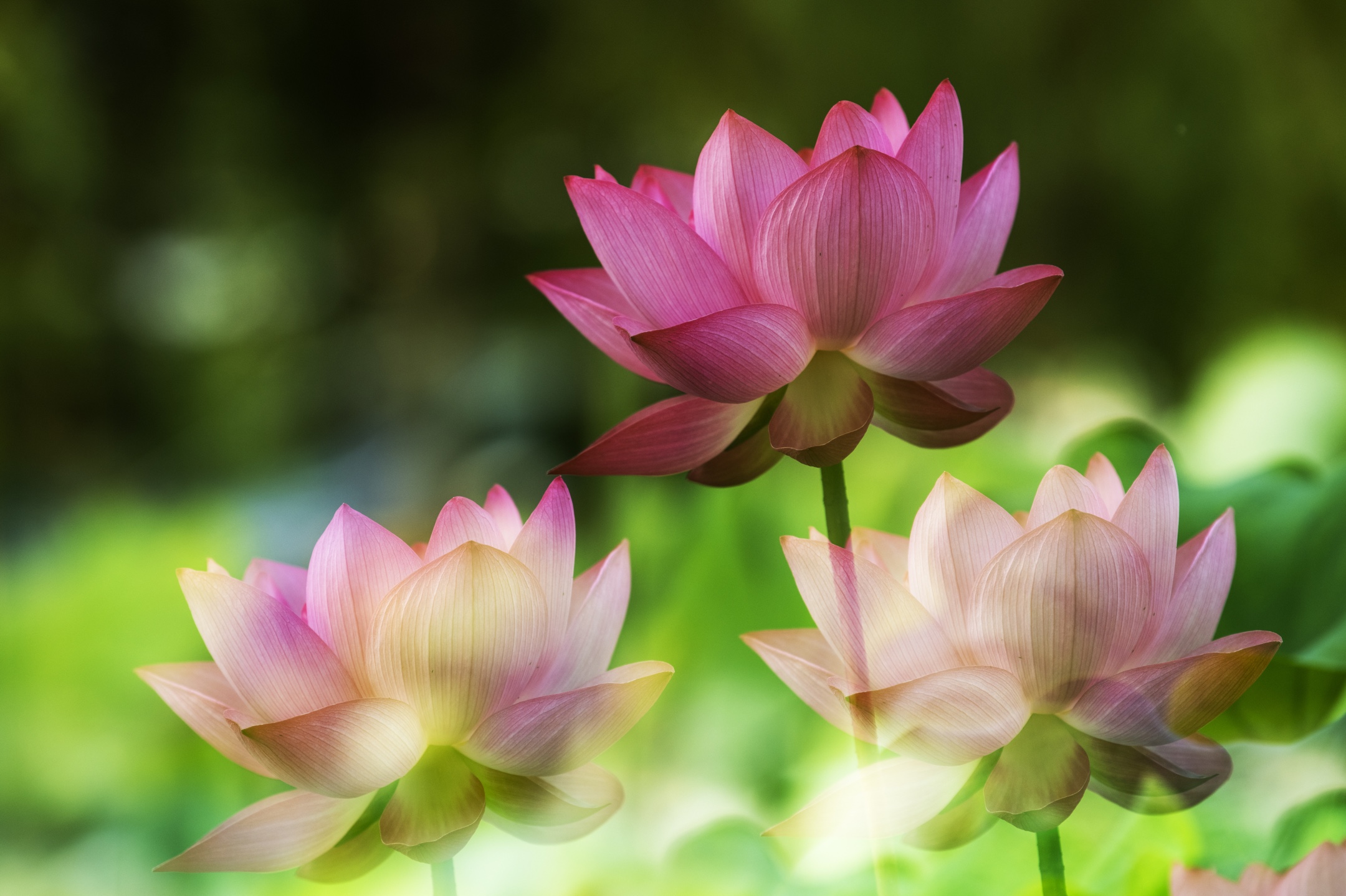 一年一度荷花开,花开富贵幸福来(二)