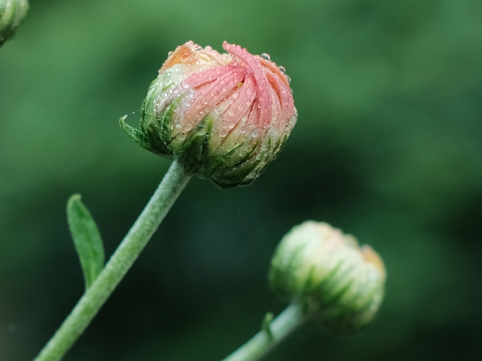 菊花花苞的样子图片