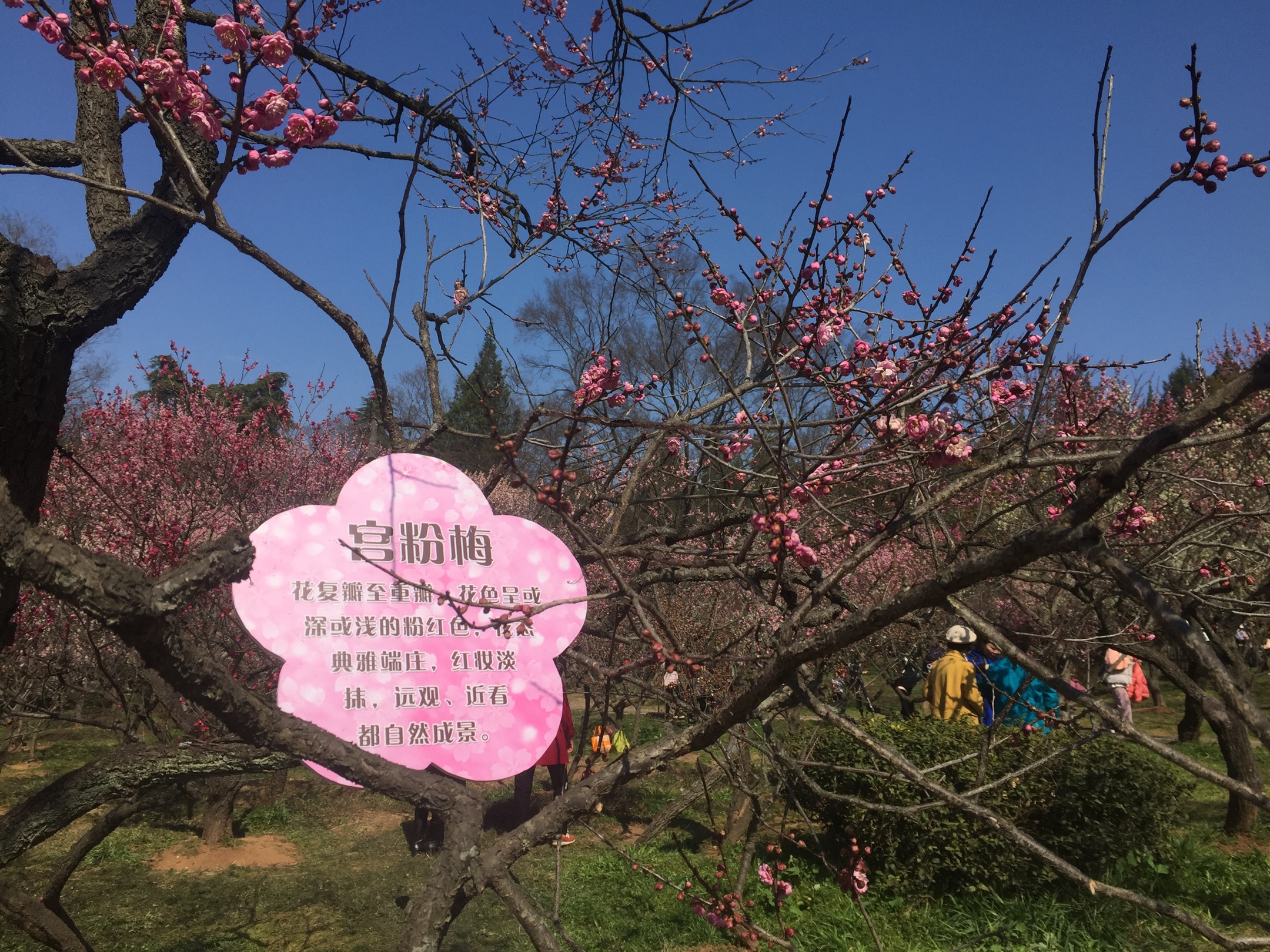 梅花是南京的市花,不畏艰苦,凌寒独放,象征着这座城市可贵精神