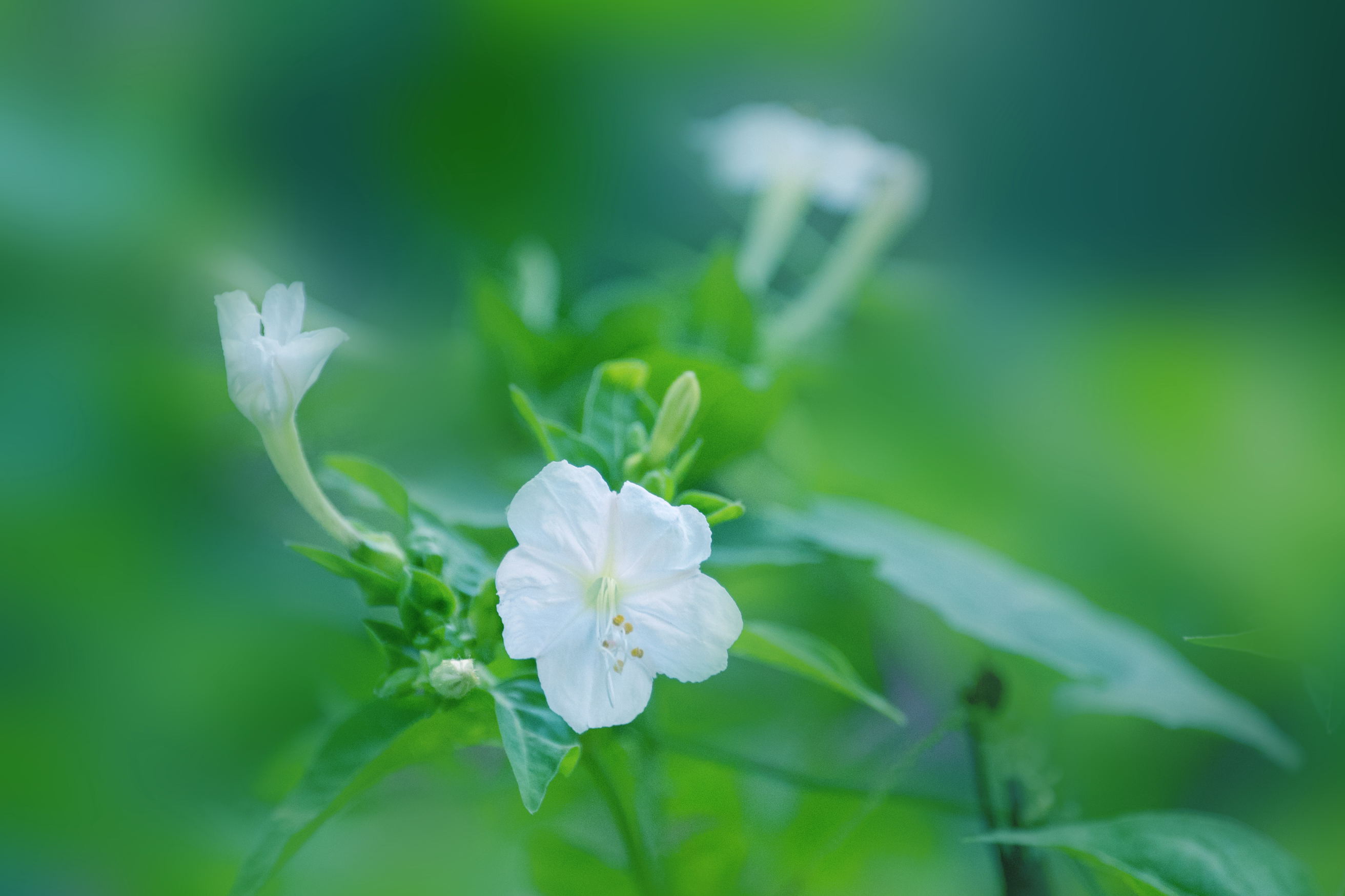 白色紫茉莉(首发)