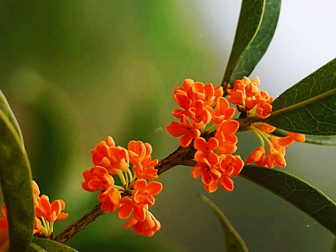 九月桂花香十里(首发)