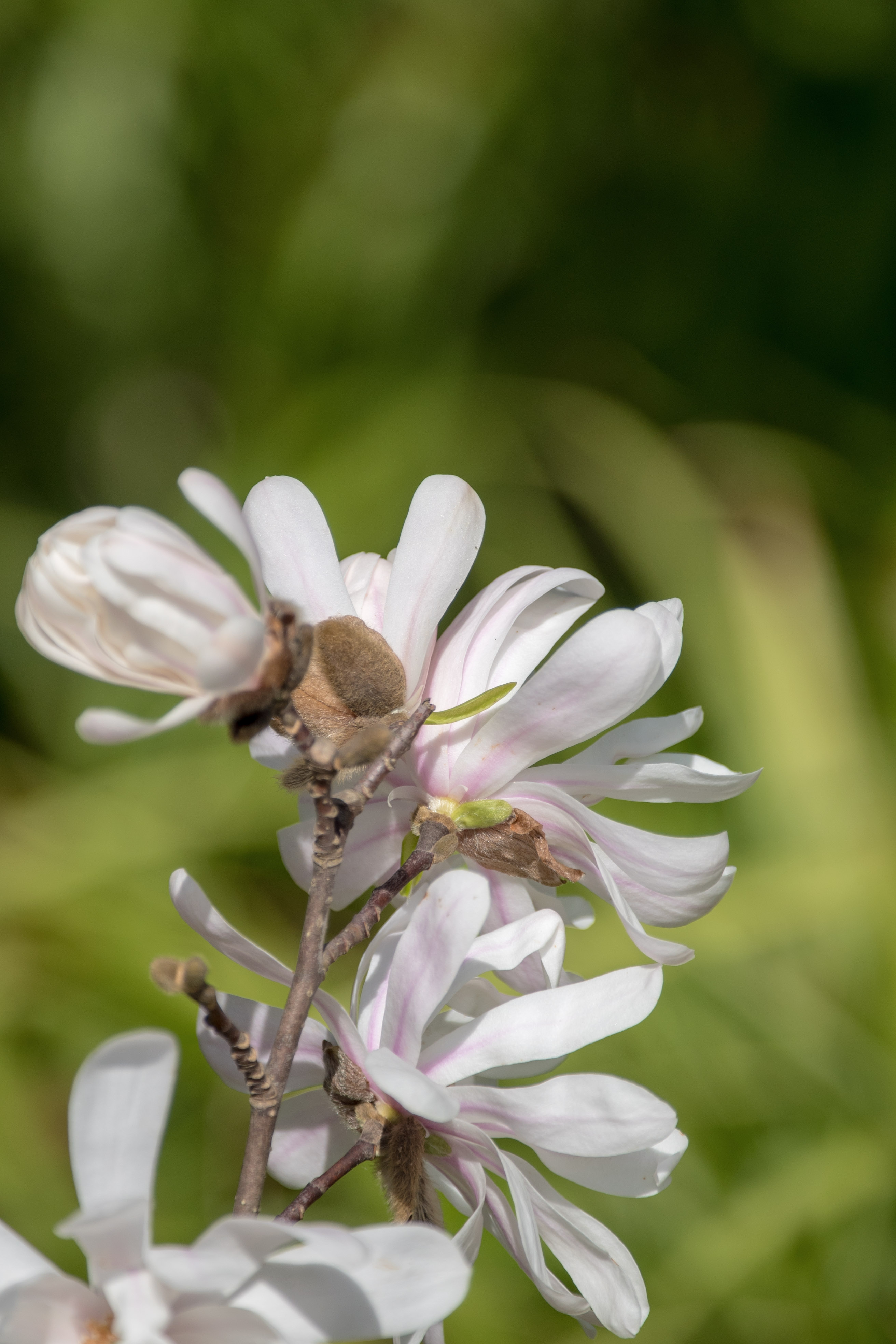 (首发)星花玉兰