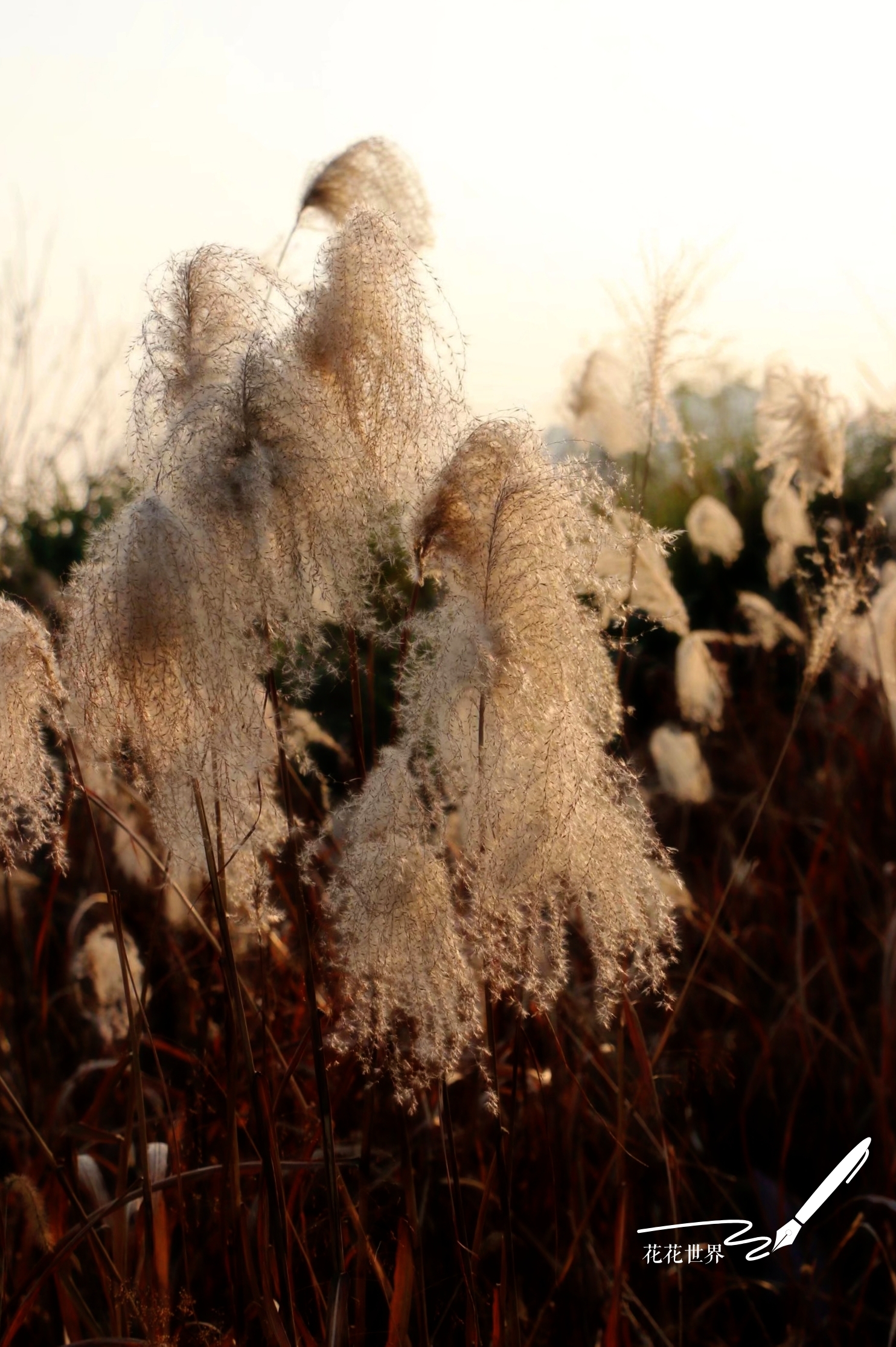 vv音乐首发 摄影原创:飘雪的冬天     风儿在吹,苇杆在摇,朵朵苇花