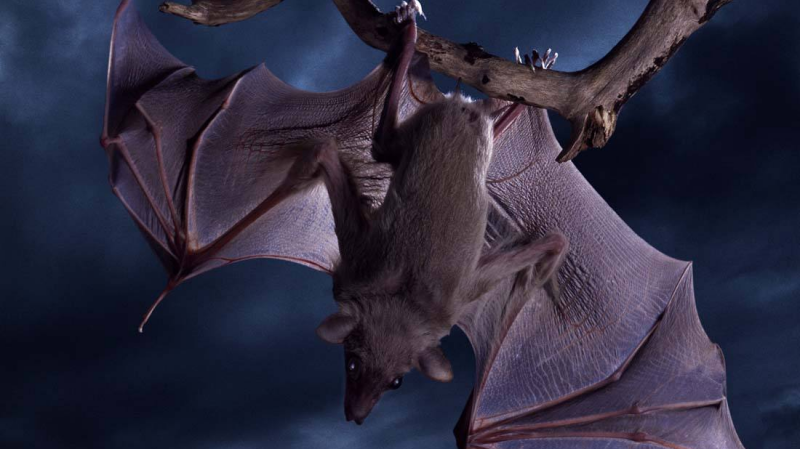 《蝙蝠致人类的一封信》