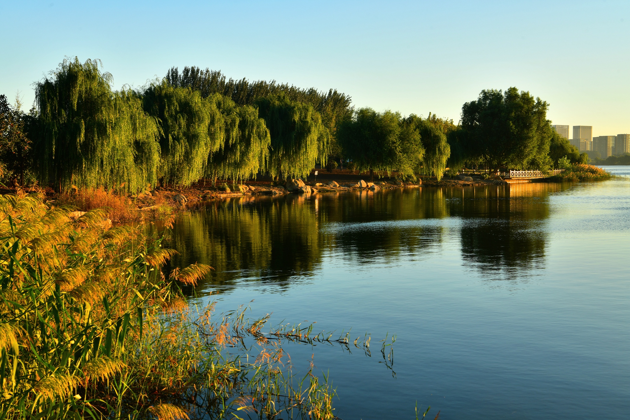 弥河国家湿地公园图片