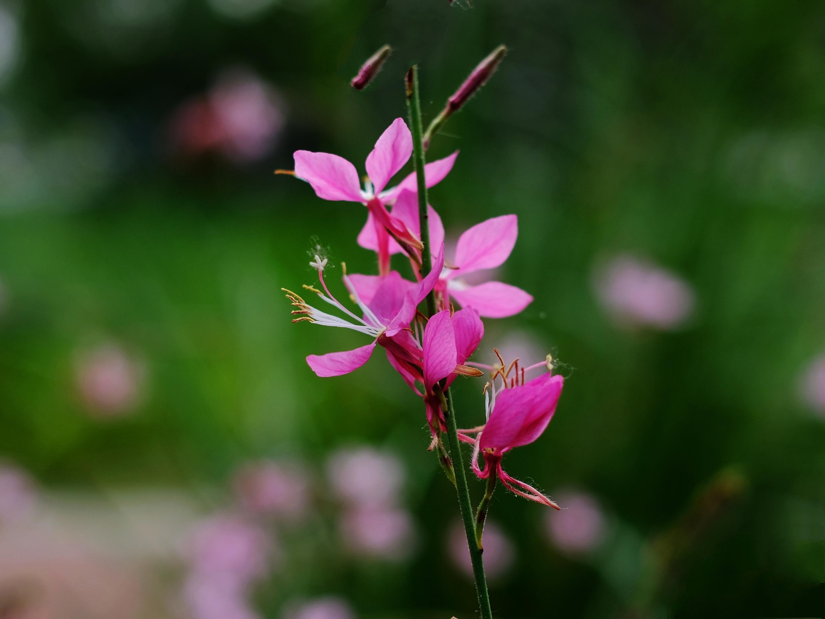 灵动秀气山桃草花