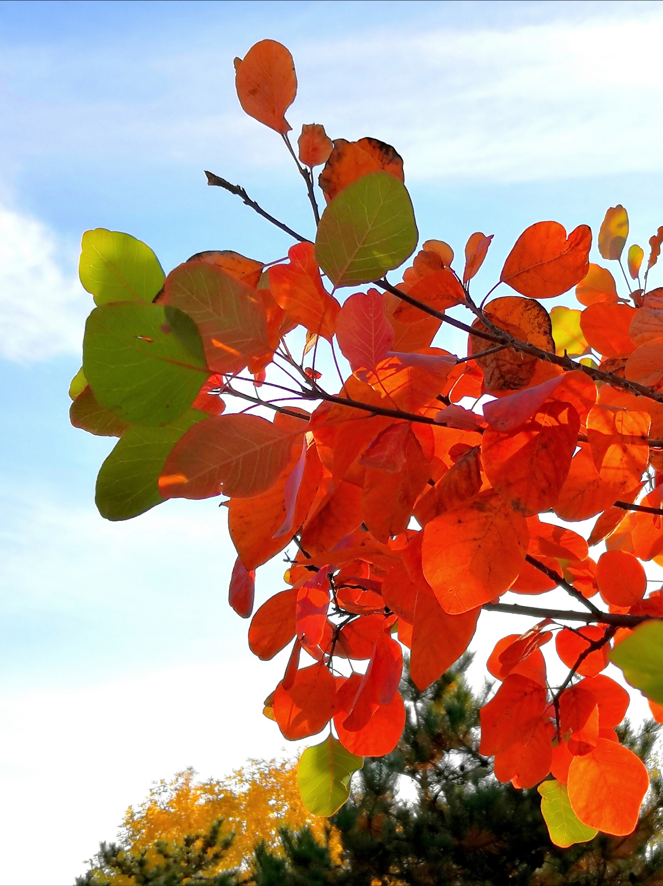 黄栌秋色叶红似火首发