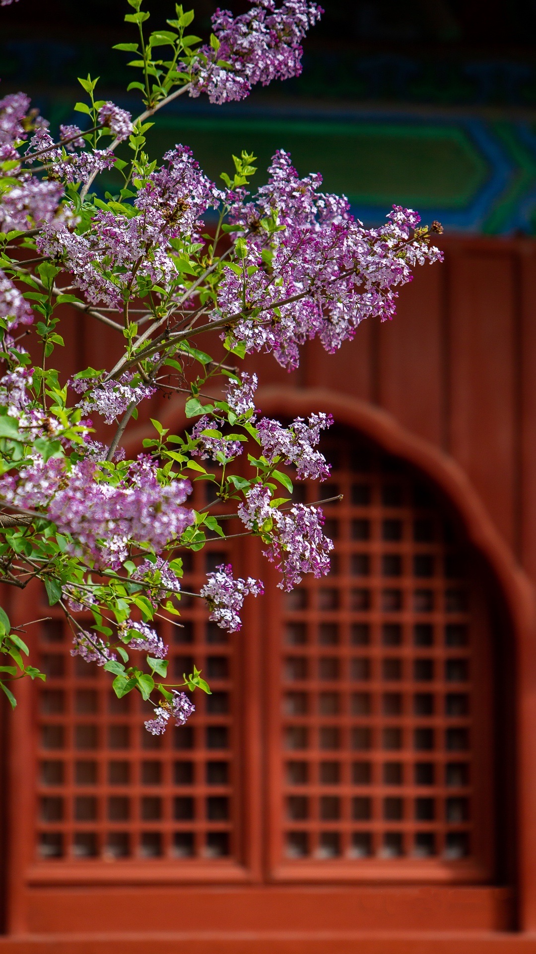 丁香花开智化寺【首发】