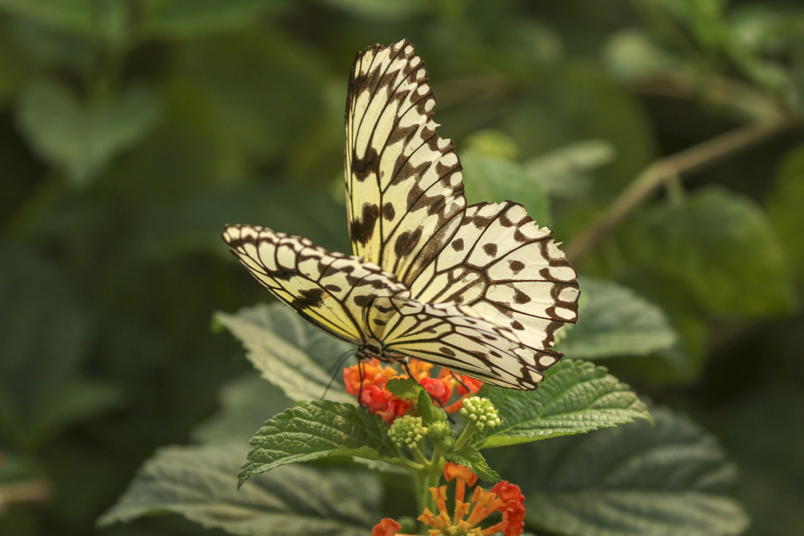 大帛斑蝶vv首发