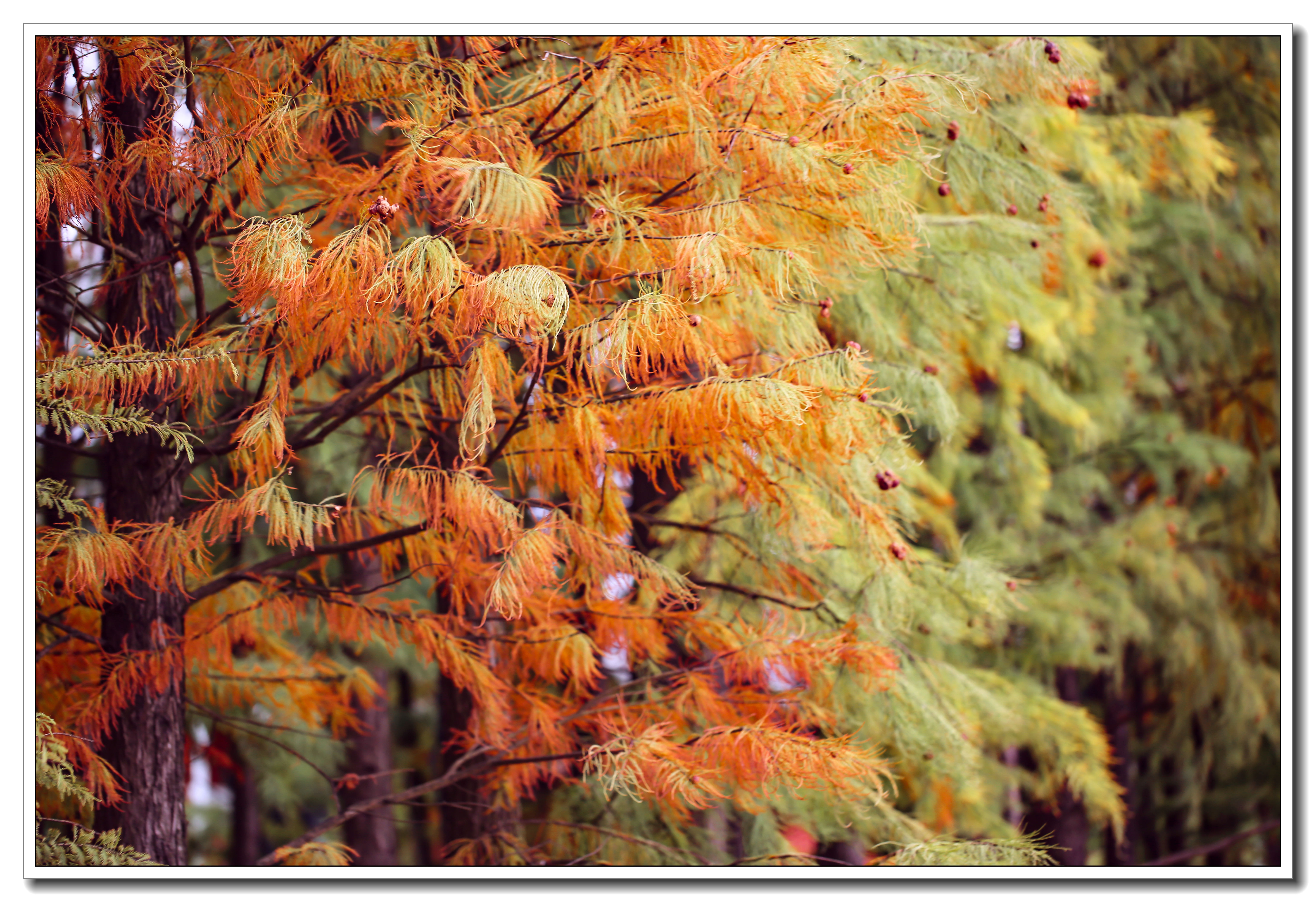 池杉树叶图片图片