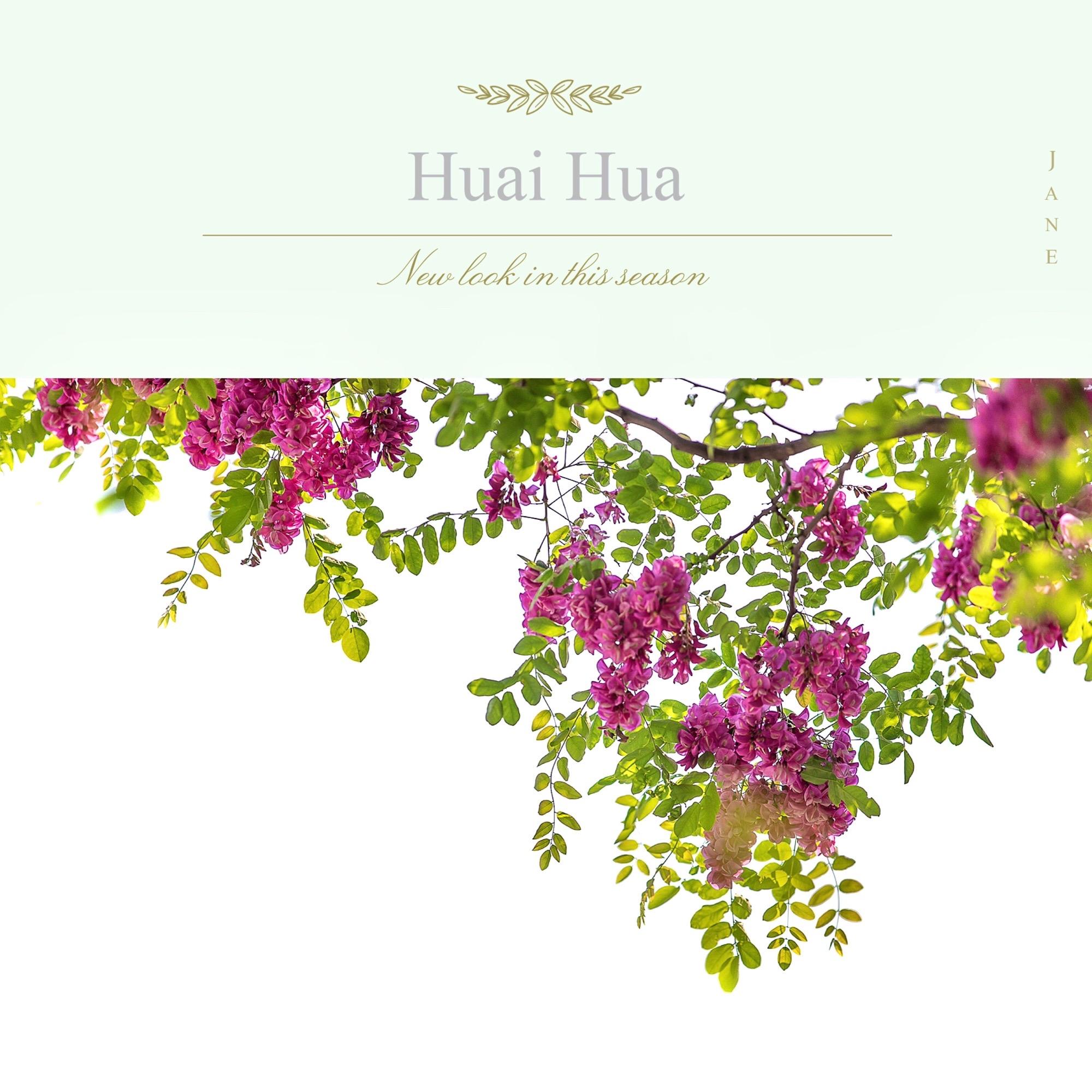 梦里儿时槐花香