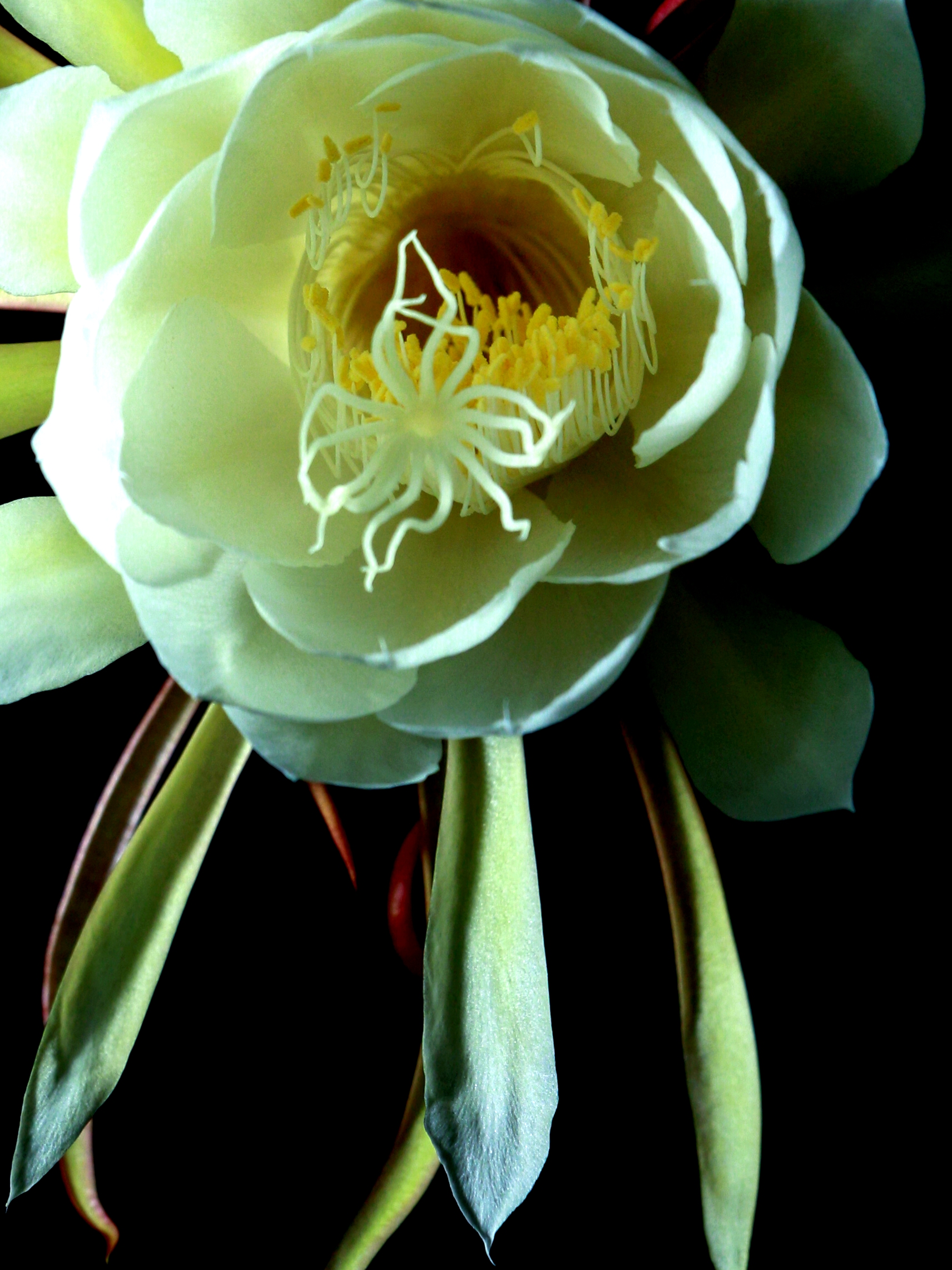 瞬间的惊艳---昙花一现