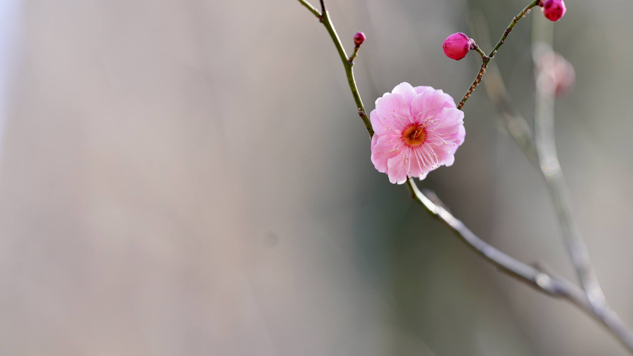 冰姿玉骨清香来