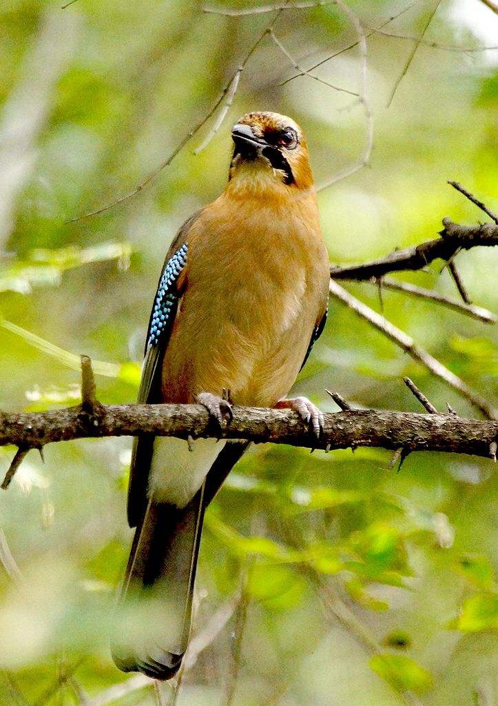 鸟啭幽林翠月鸣