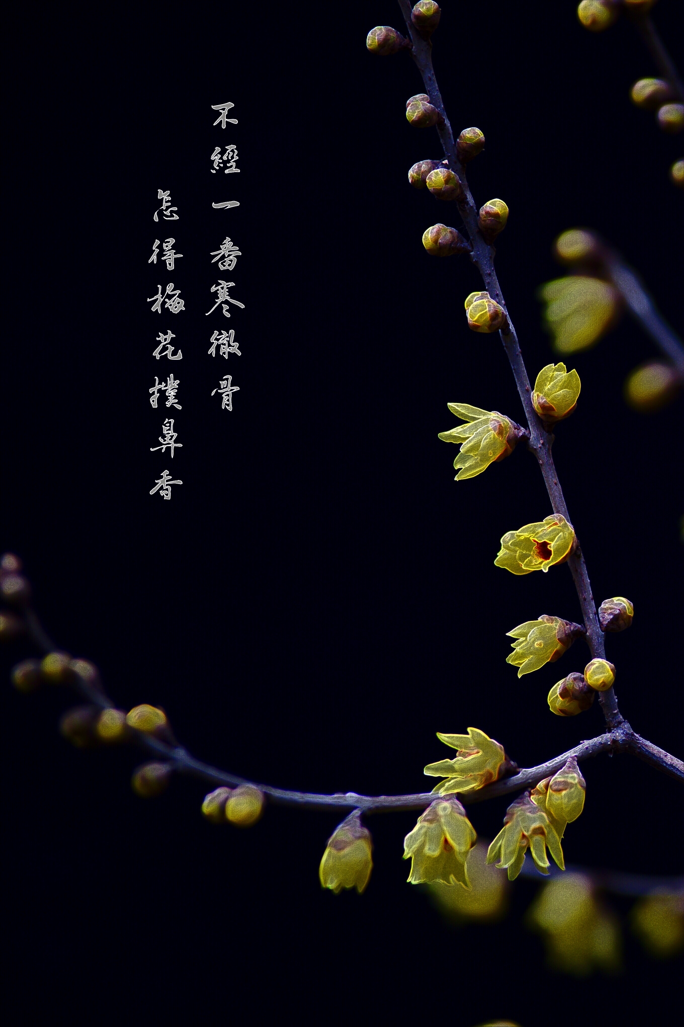 一曲《梅花》送给春天