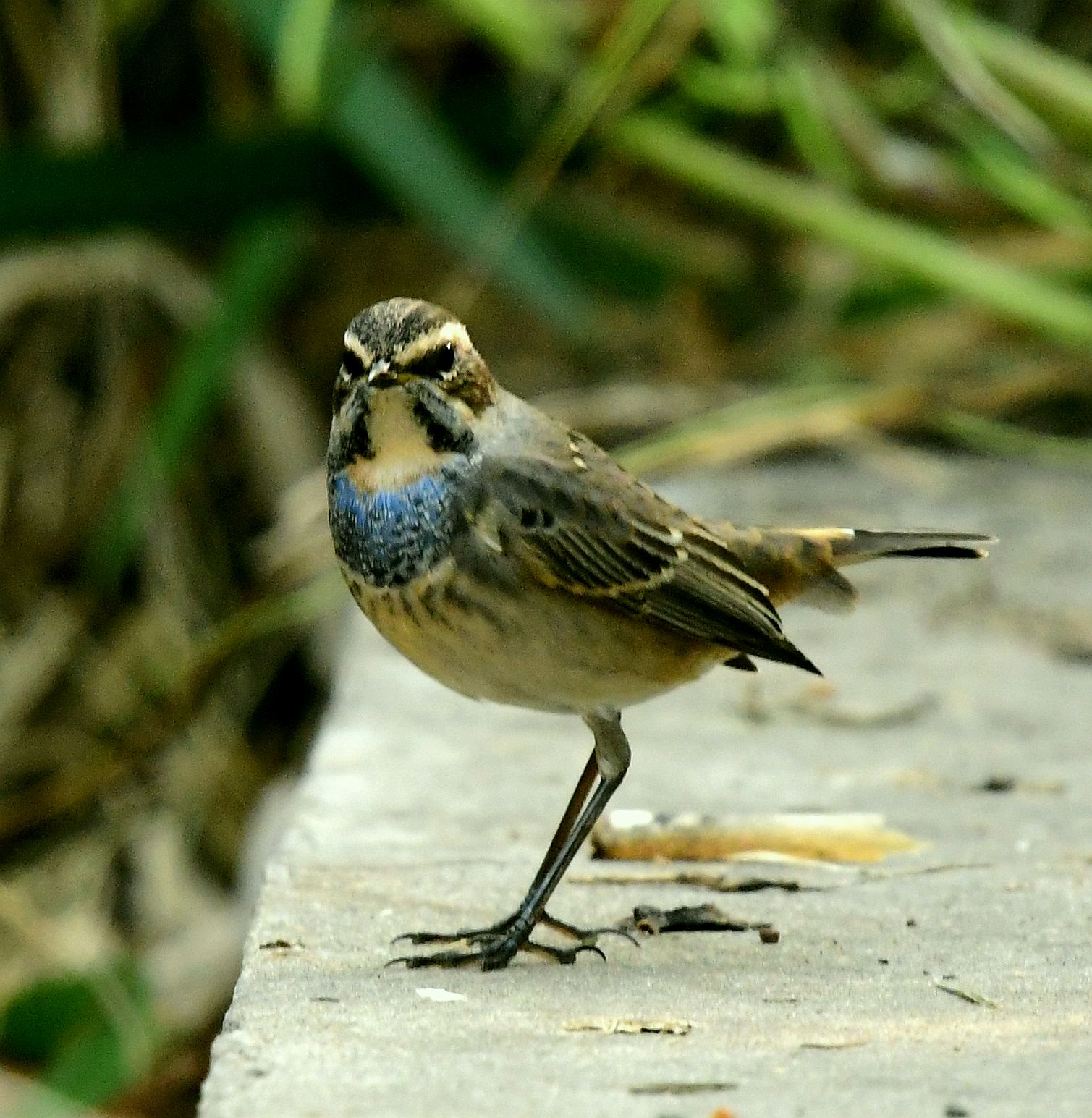 蓝喉歌鸲蓝靛颏首发