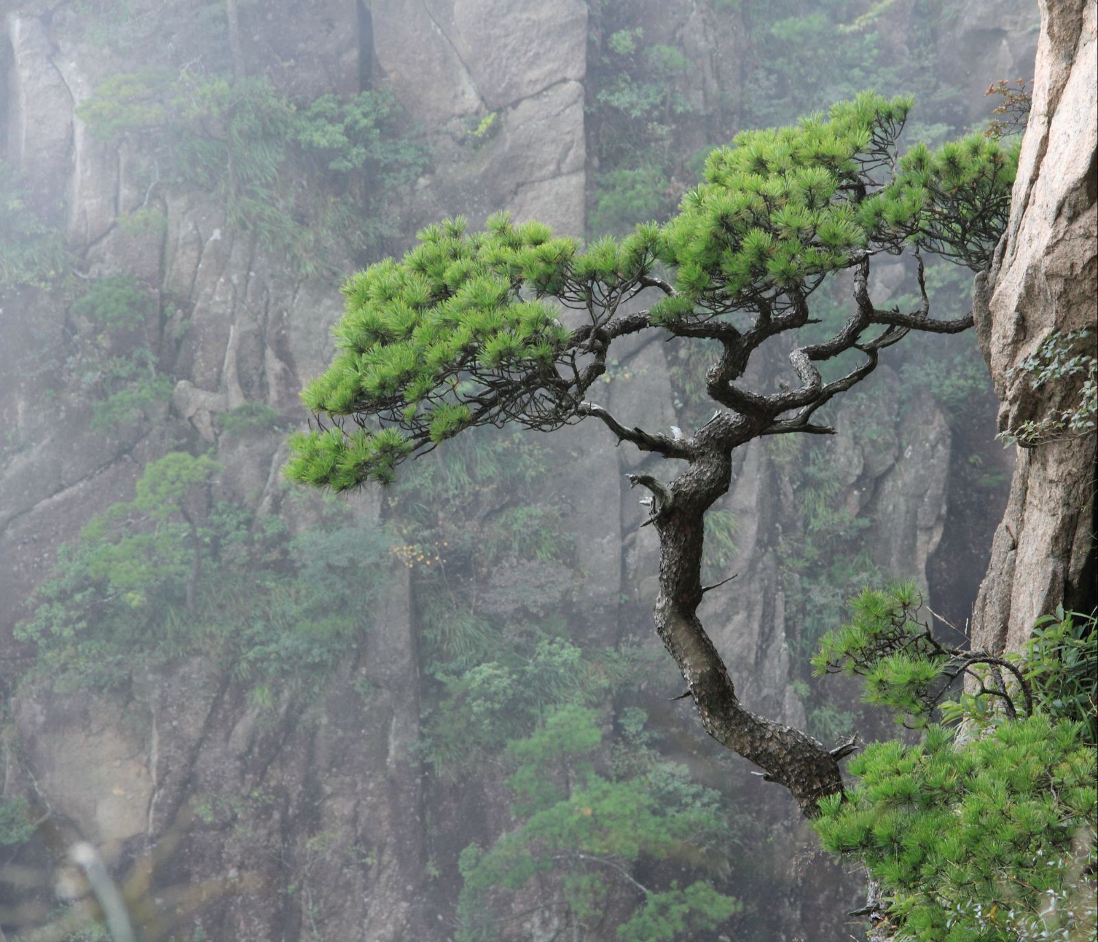 《岩松》诵读:过岩松