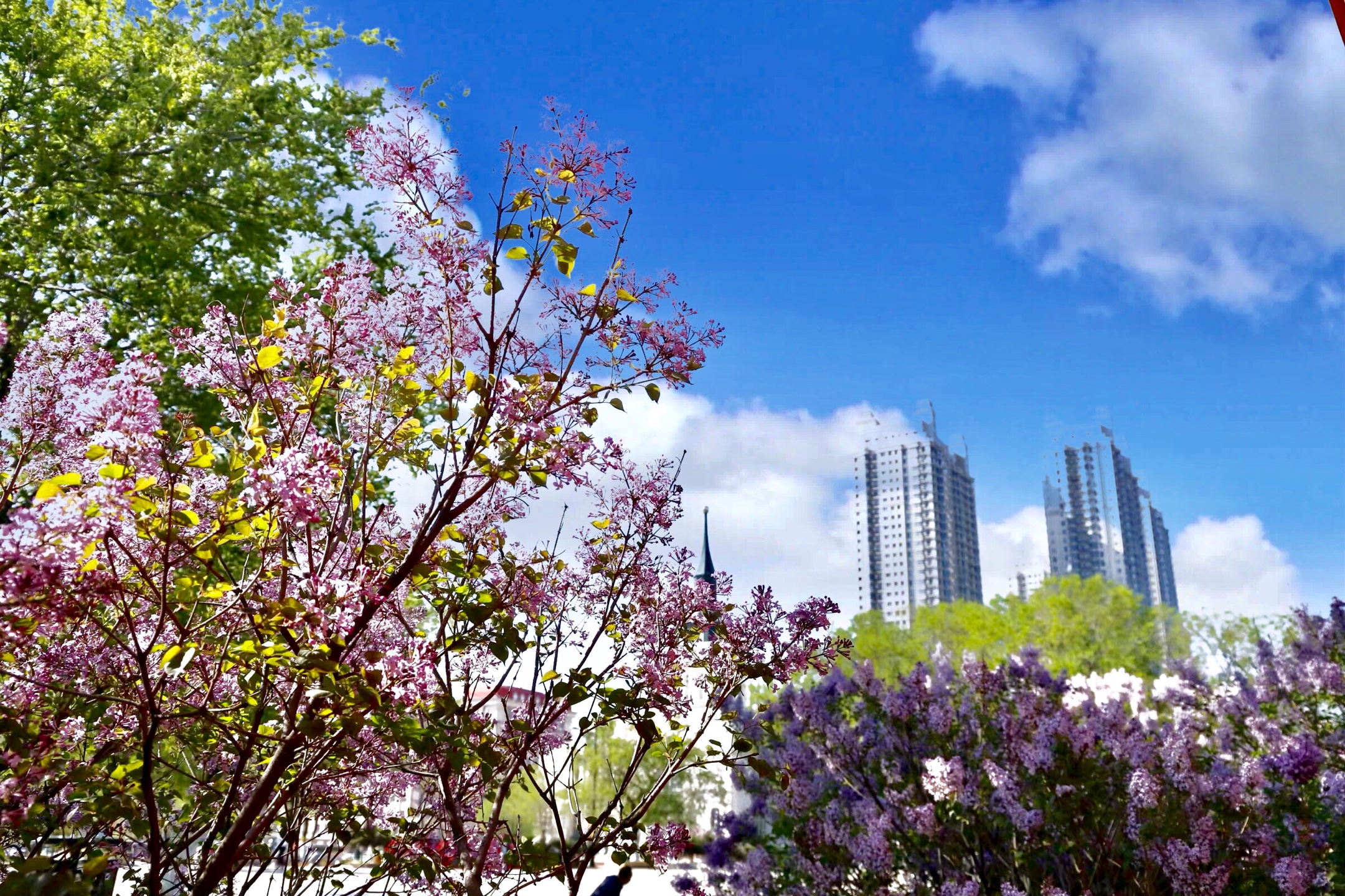 丁香盛开花满城