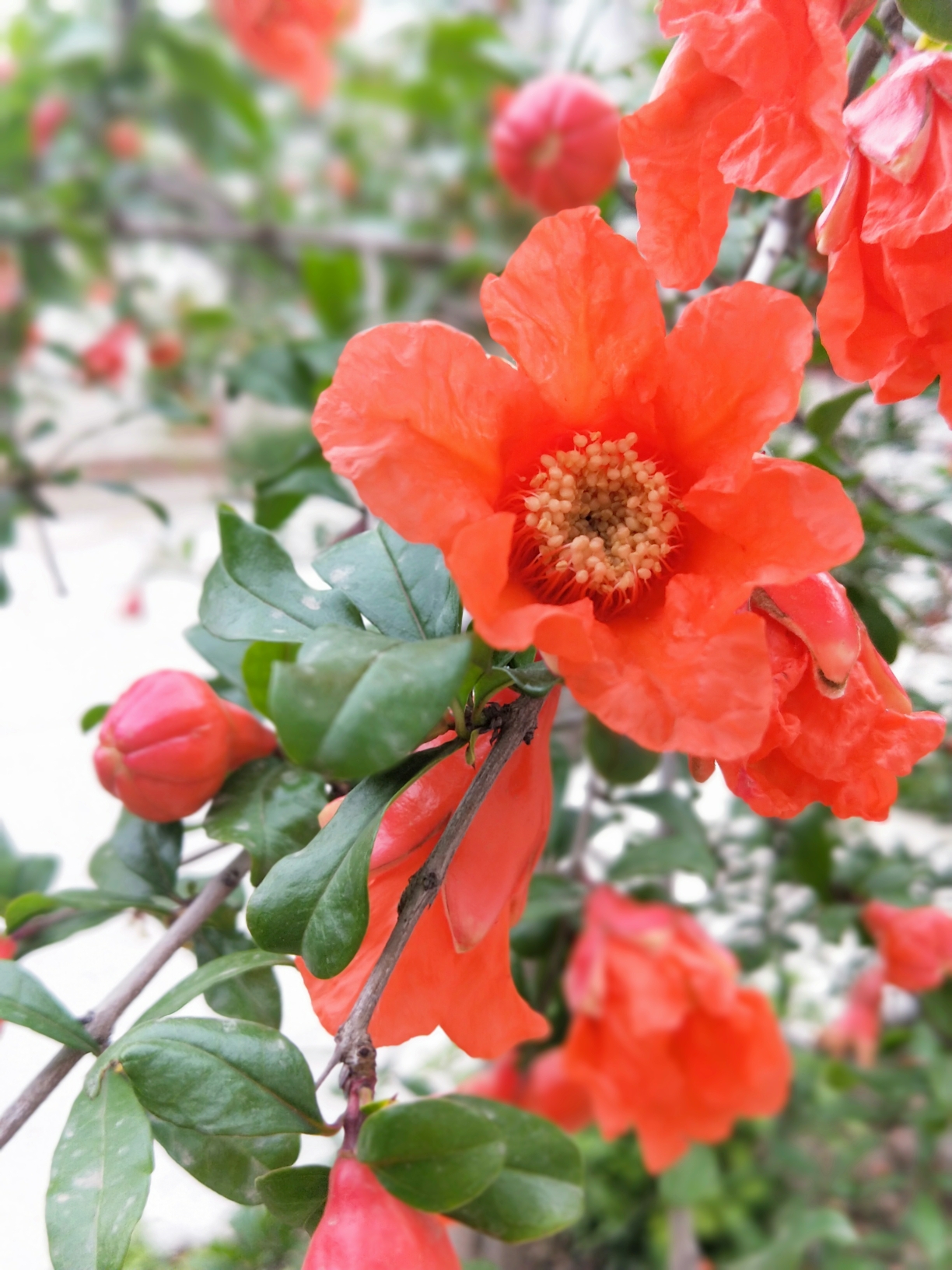 红火火的石榴花