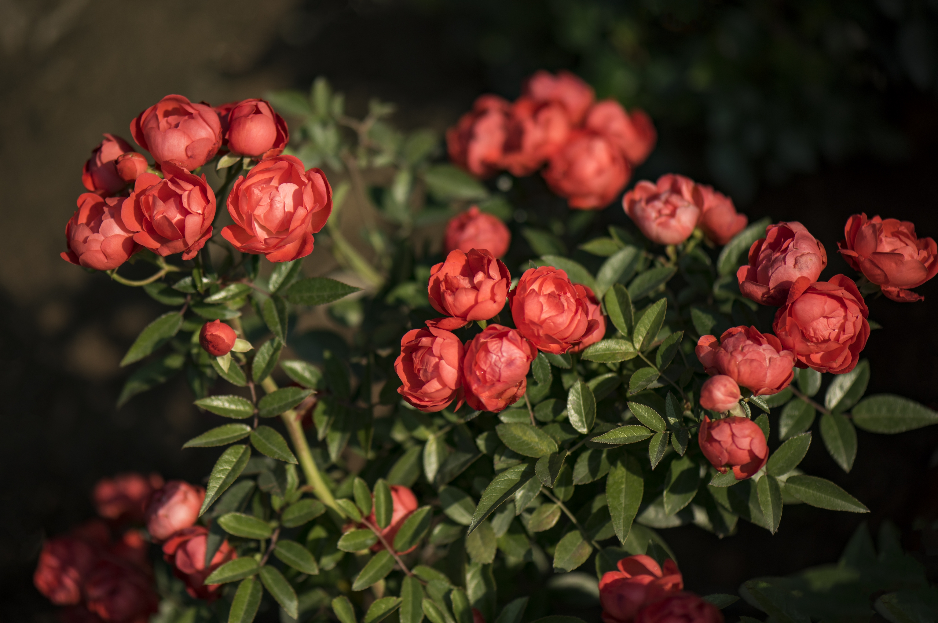 东张西望【美摄视界】:橘黄色月季花【首发】 - vv