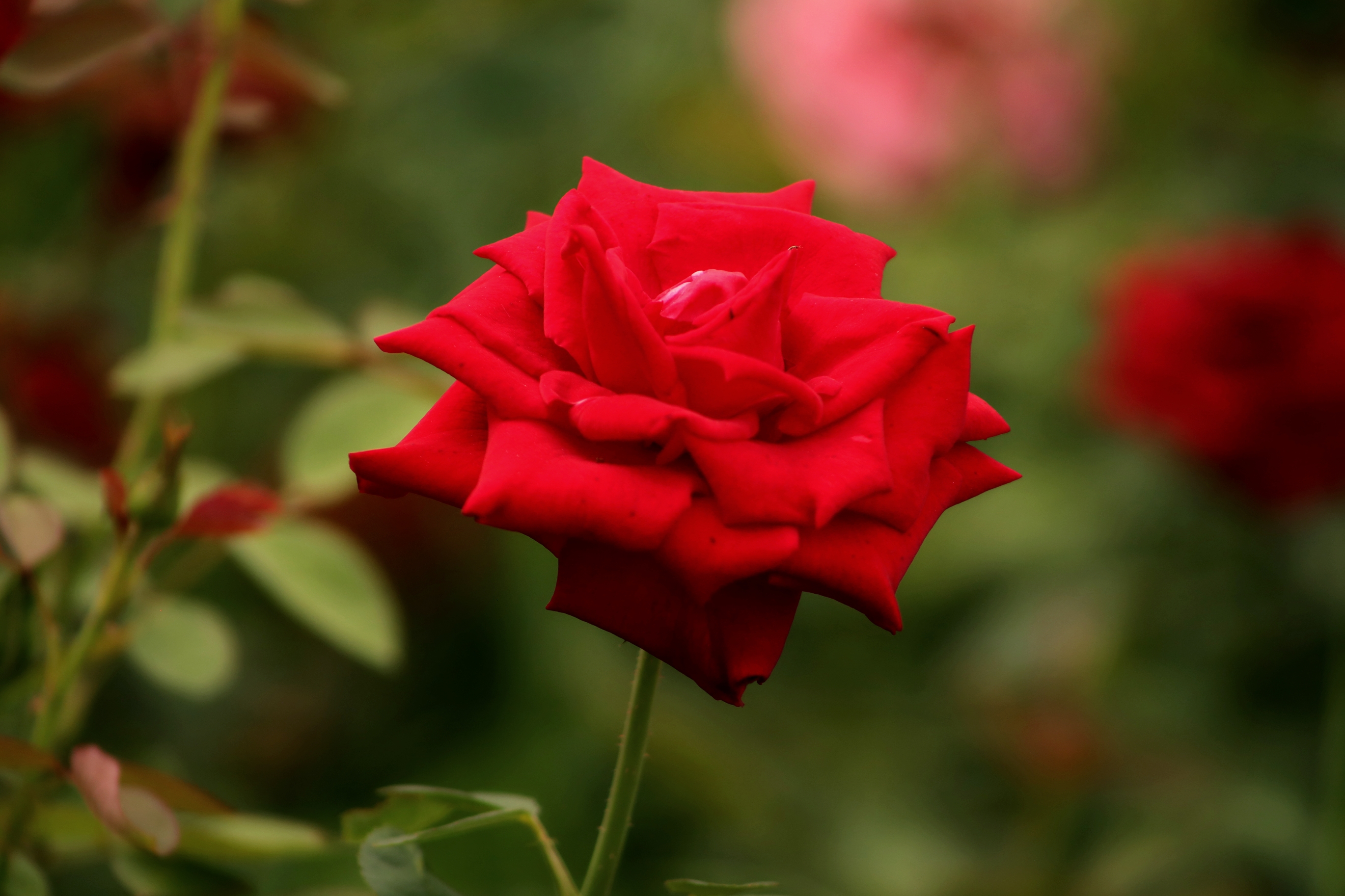 红玫瑰献给最可爱的人——庆祝中国人民解放军建军93周年!