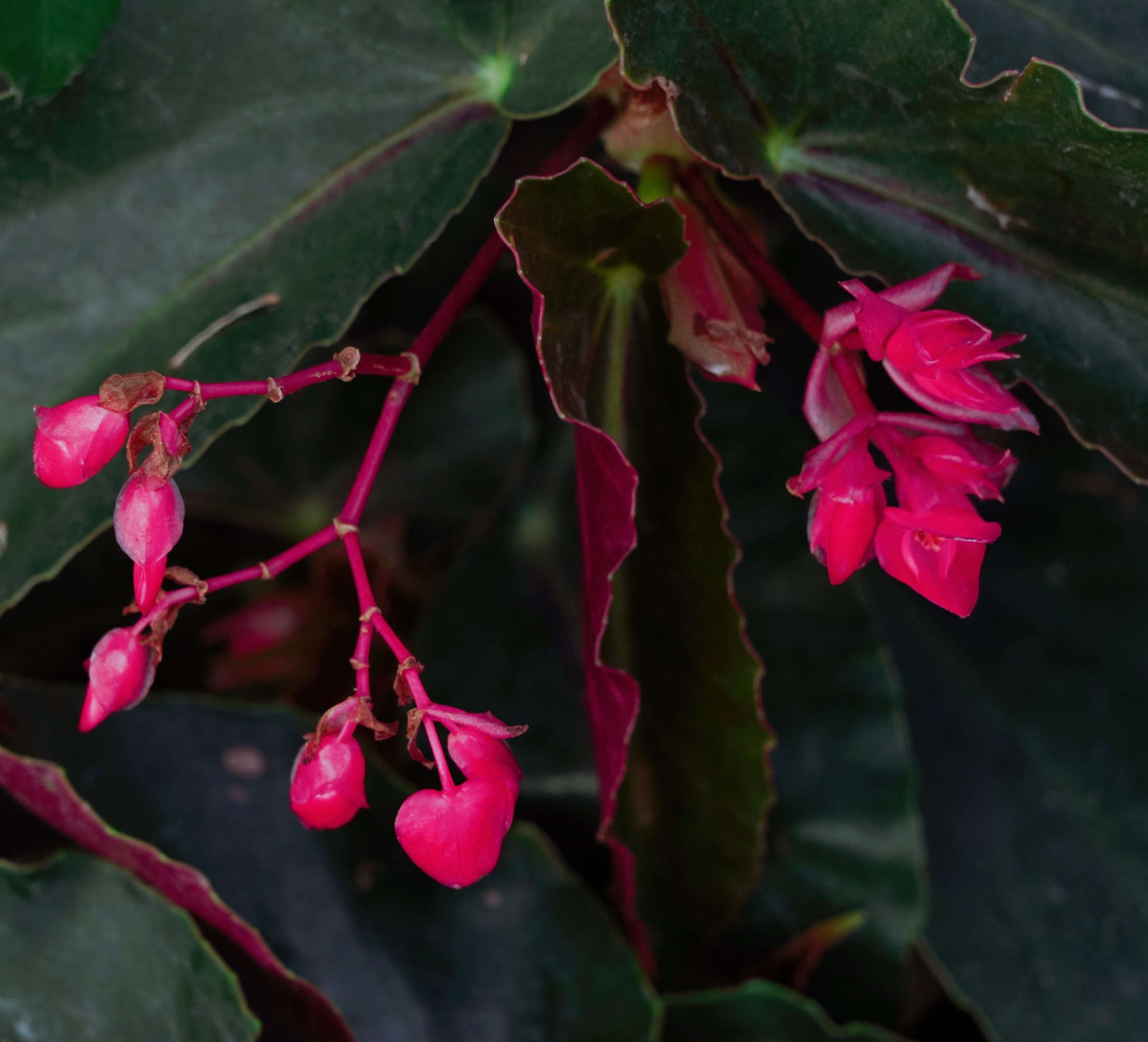 【原创首发】大红秋海棠
