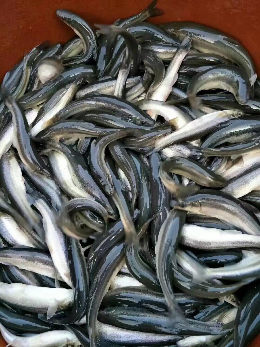 环洲河鲜野生鱼系列