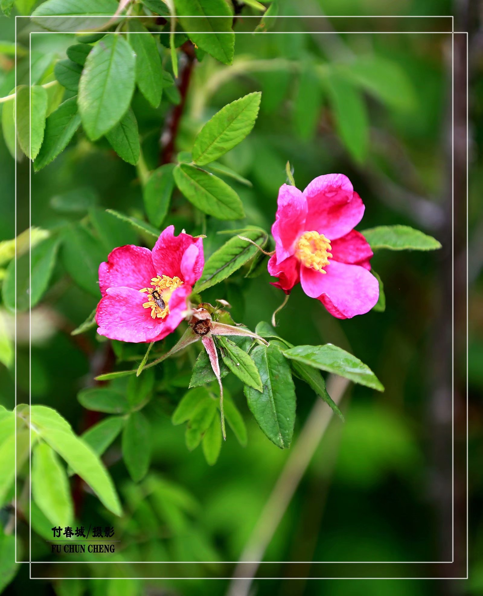 (原创首发)羞红了脸的山刺玫