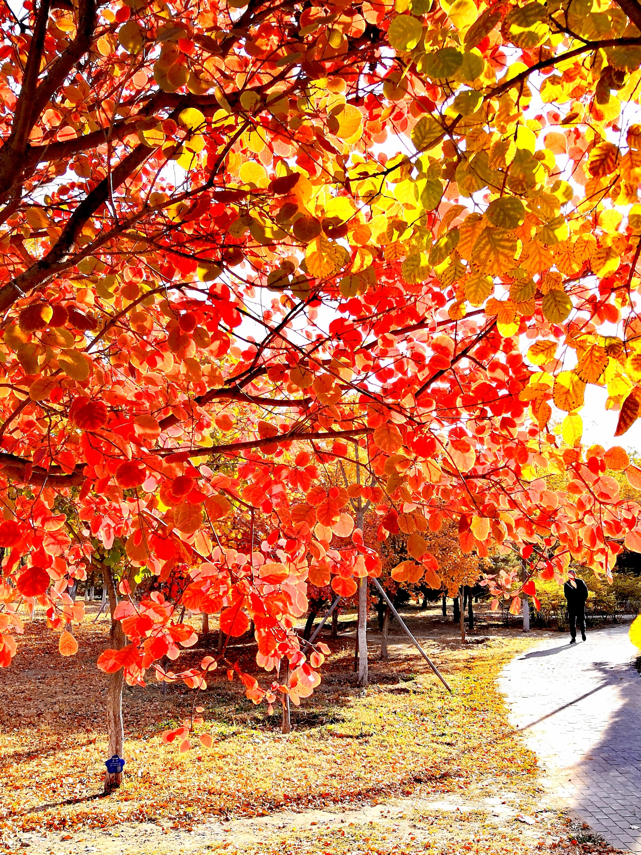黄栌秋色叶红似火首发