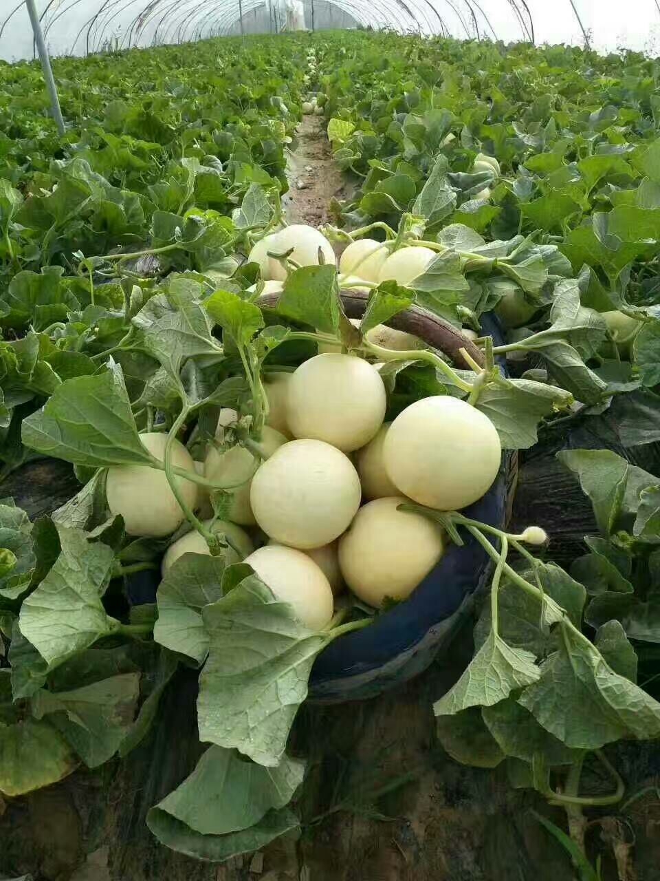 早甜脆作为甜瓜的优良品种,是山东金乡县的特产.