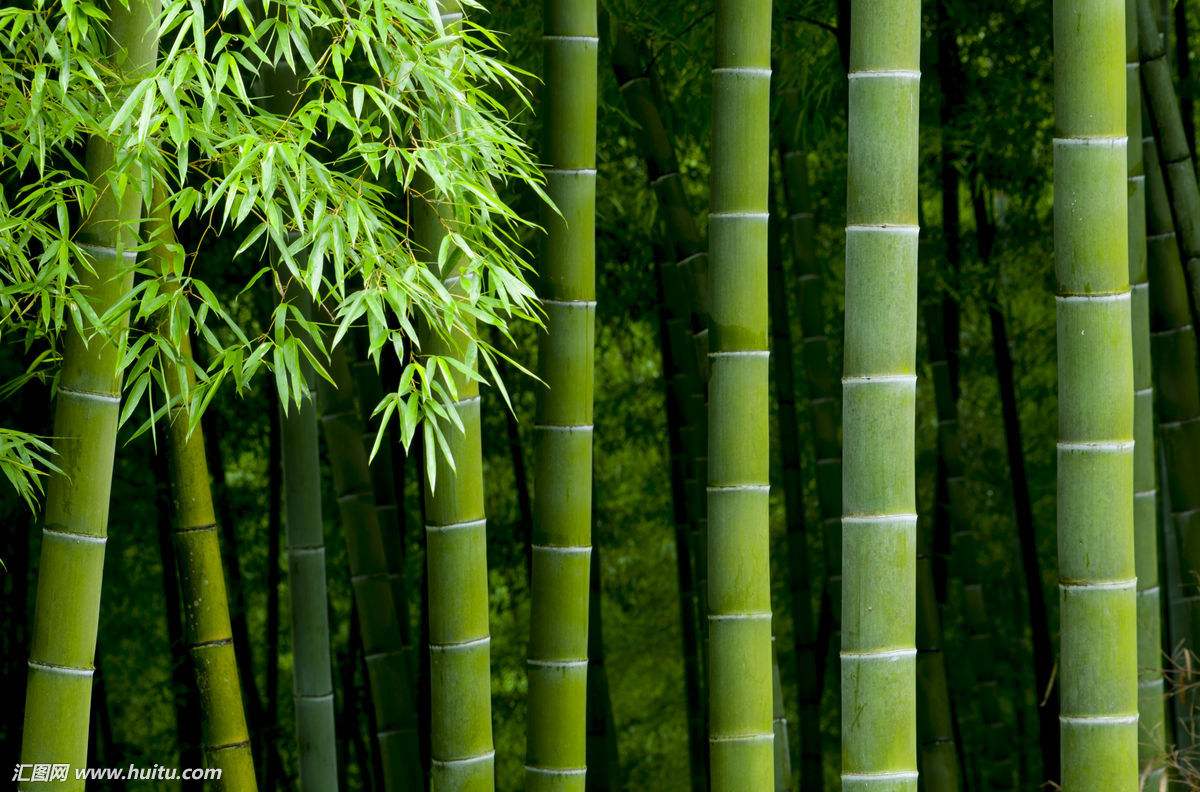 一竹一兰一石,有节有香有骨,    满堂