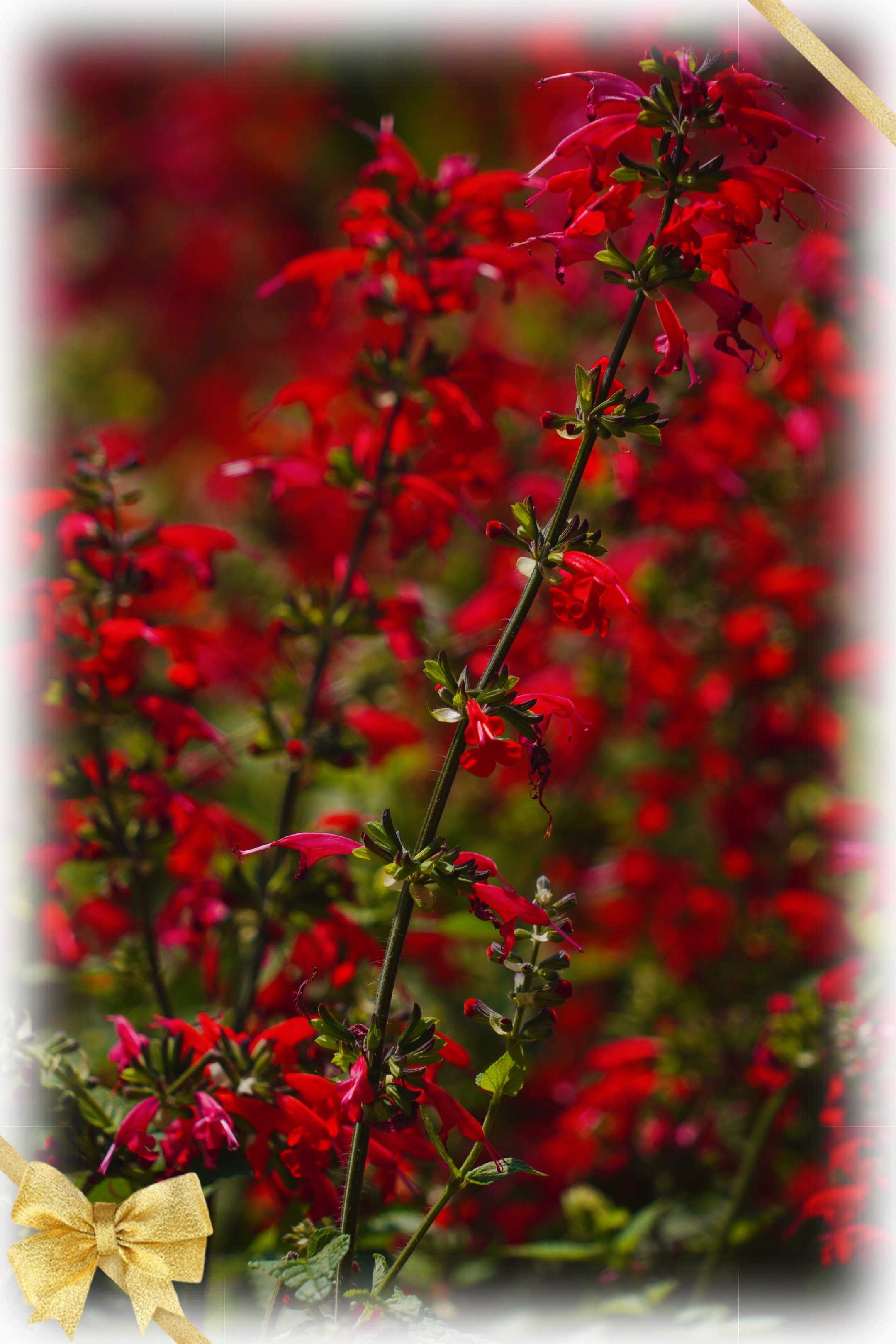 红红的朱唇花献给祖国首发