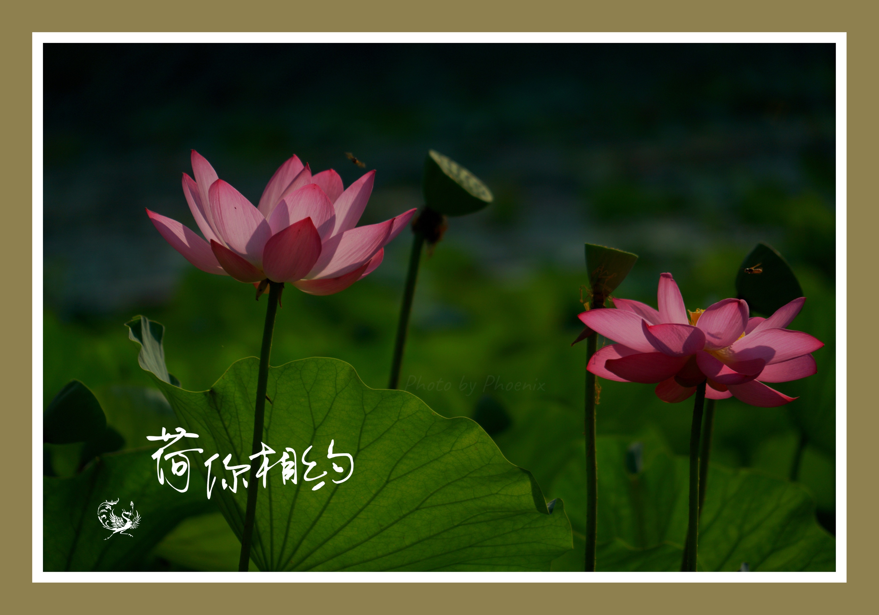 [首发] 2020荷你相遇,2021荷你有约