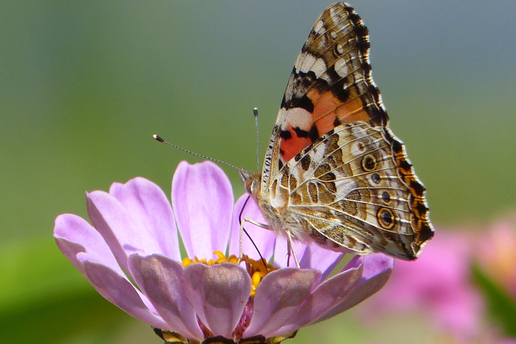 蝶飞蜂舞好时节