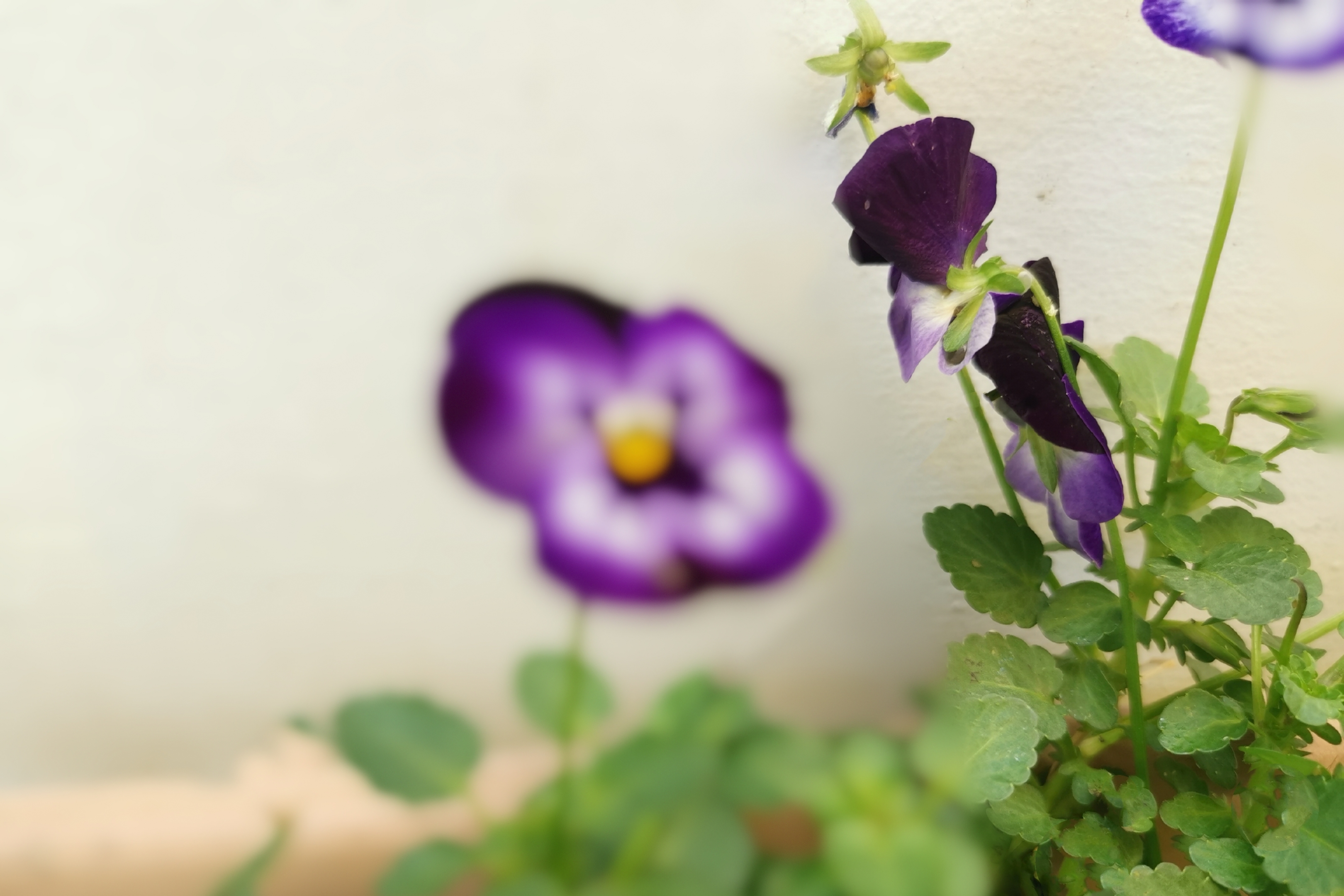 首发用镜头寻找美紫色角堇花