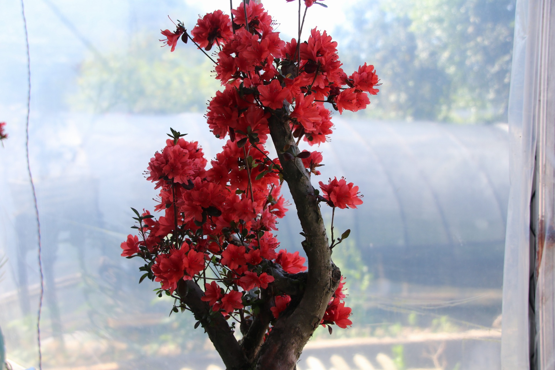 漳平永福杜鹃花盛开芬芳