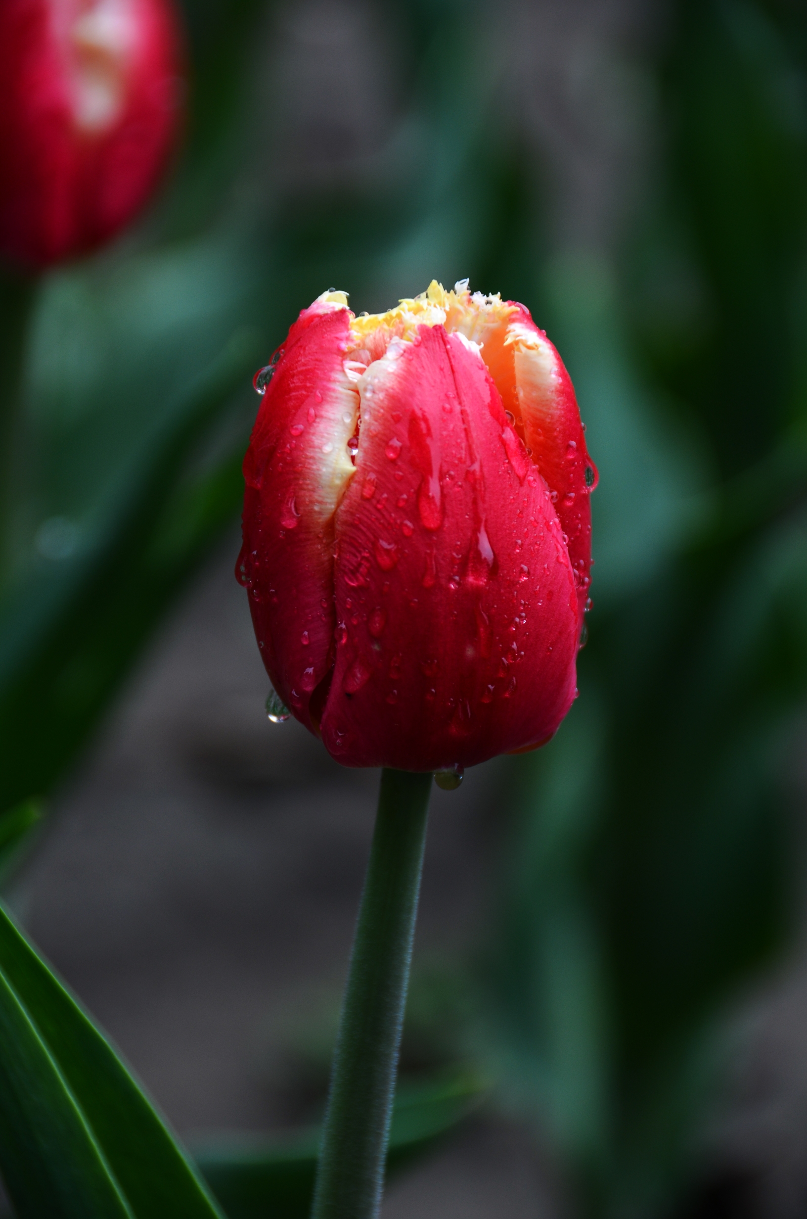 首发含苞待放郁金香