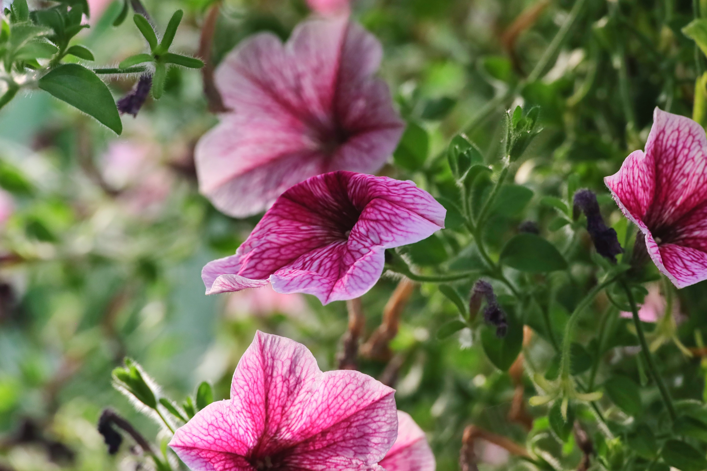 首发垂吊矮牵牛花