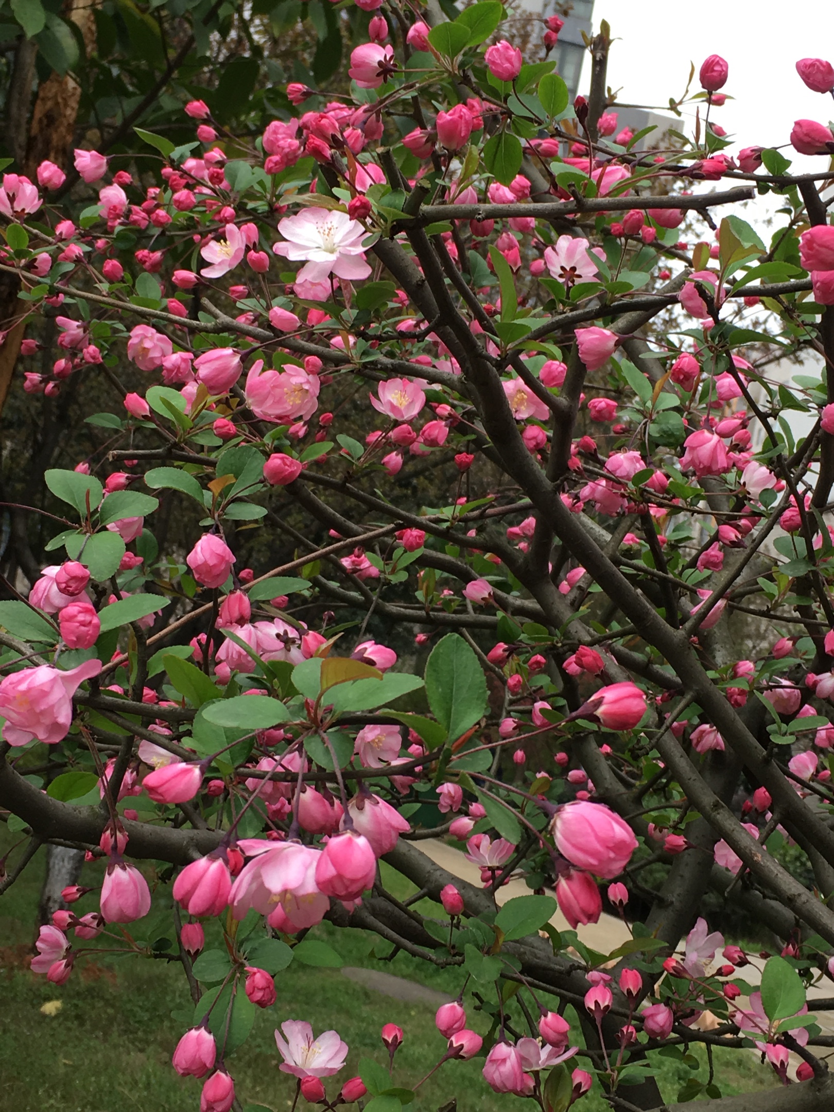 海棠正艳 鲜花如火 胭脂正红 春色撩趣
