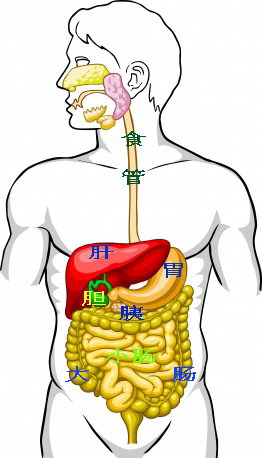 右下腹的器官位置图图片