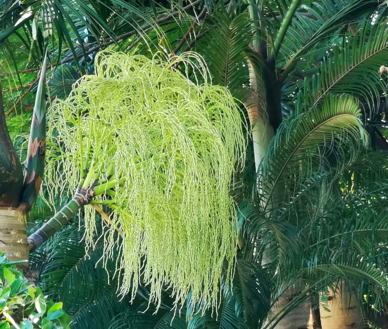 玛玎【美摄视界】:【首发】棍棒椰子 - vv