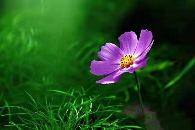 秋思成河 / 芦苇