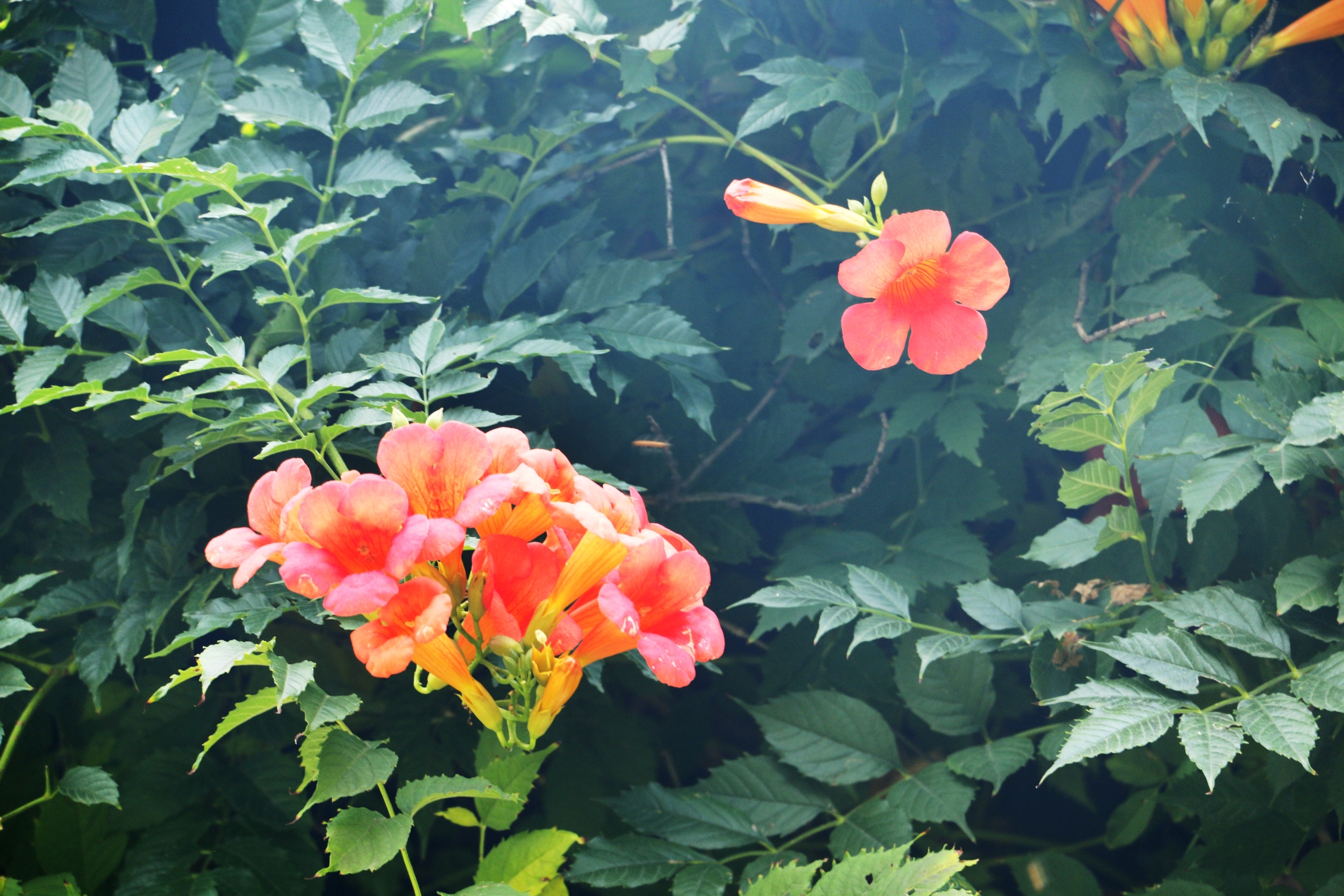 凌霄长廊叶碧花红